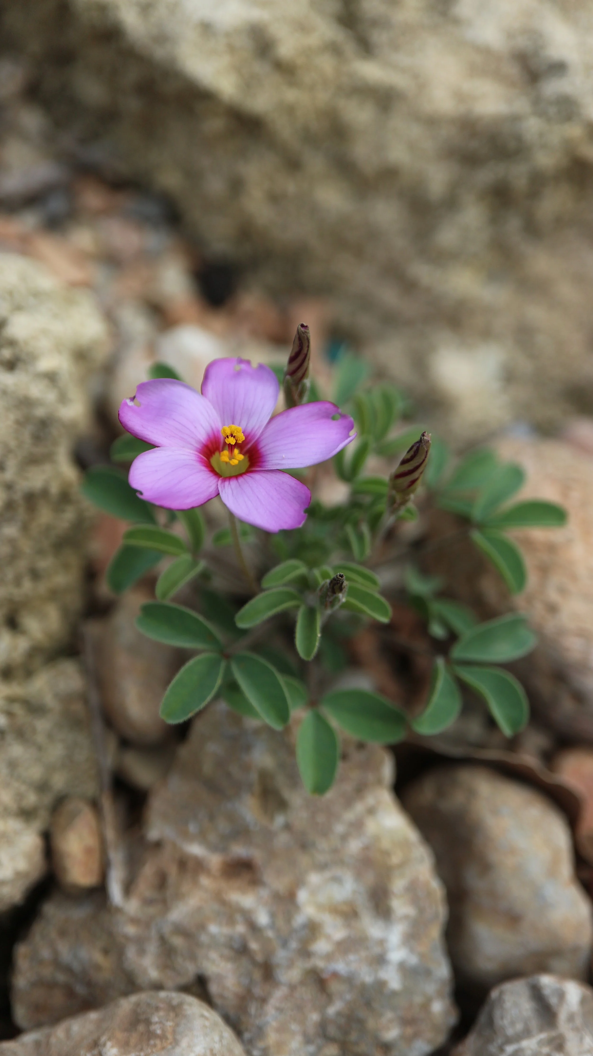 Oxalis callosa / Oxalidaceae / SW Cape, South Africa