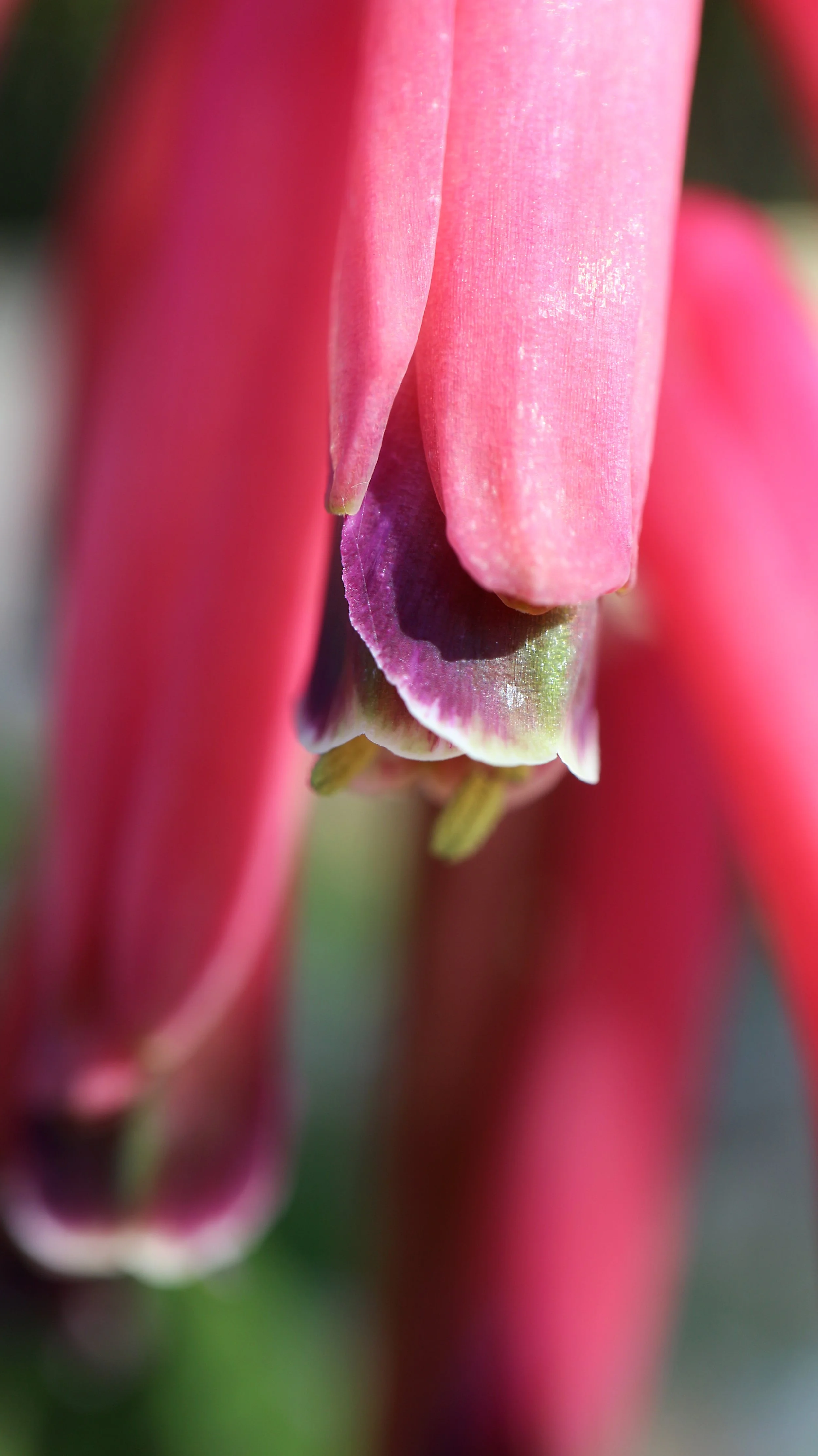 Lachenalia bulbifera / Scilloideae / SW Cape, South Africa