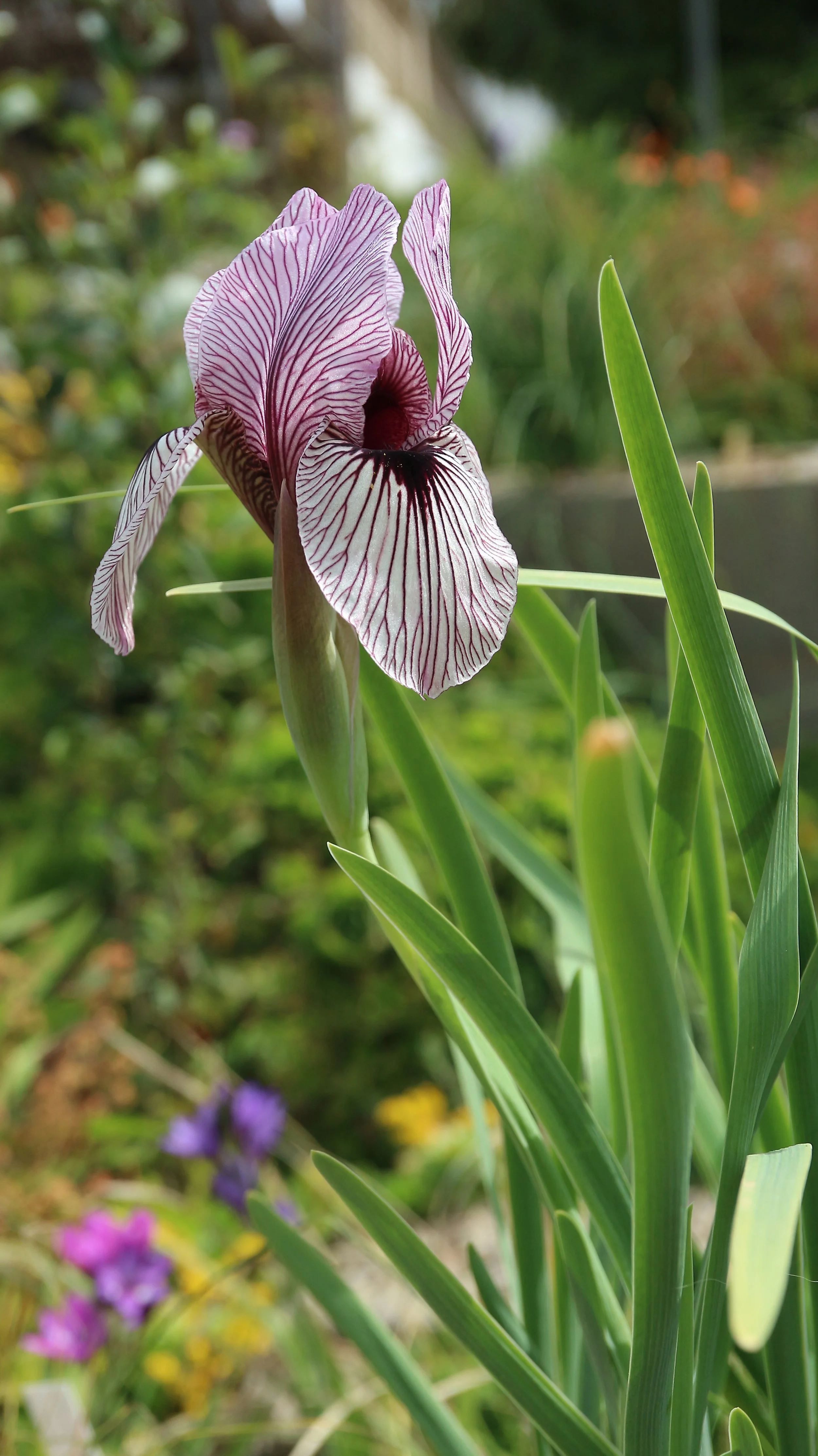 Iris korolkowii / Iridaceae / C Asia
