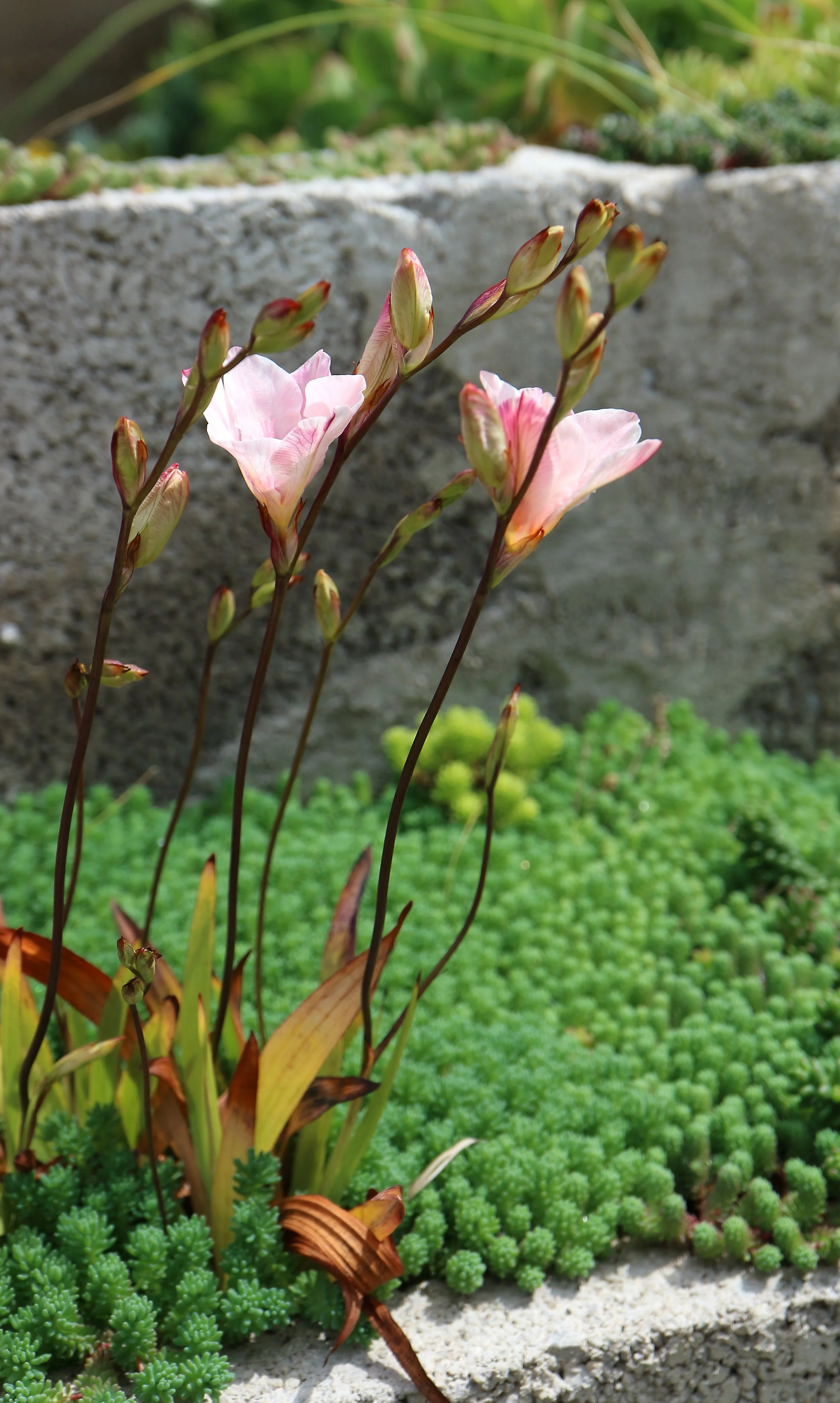 Tritonia 'Pink Sensation' / Iridaceae 