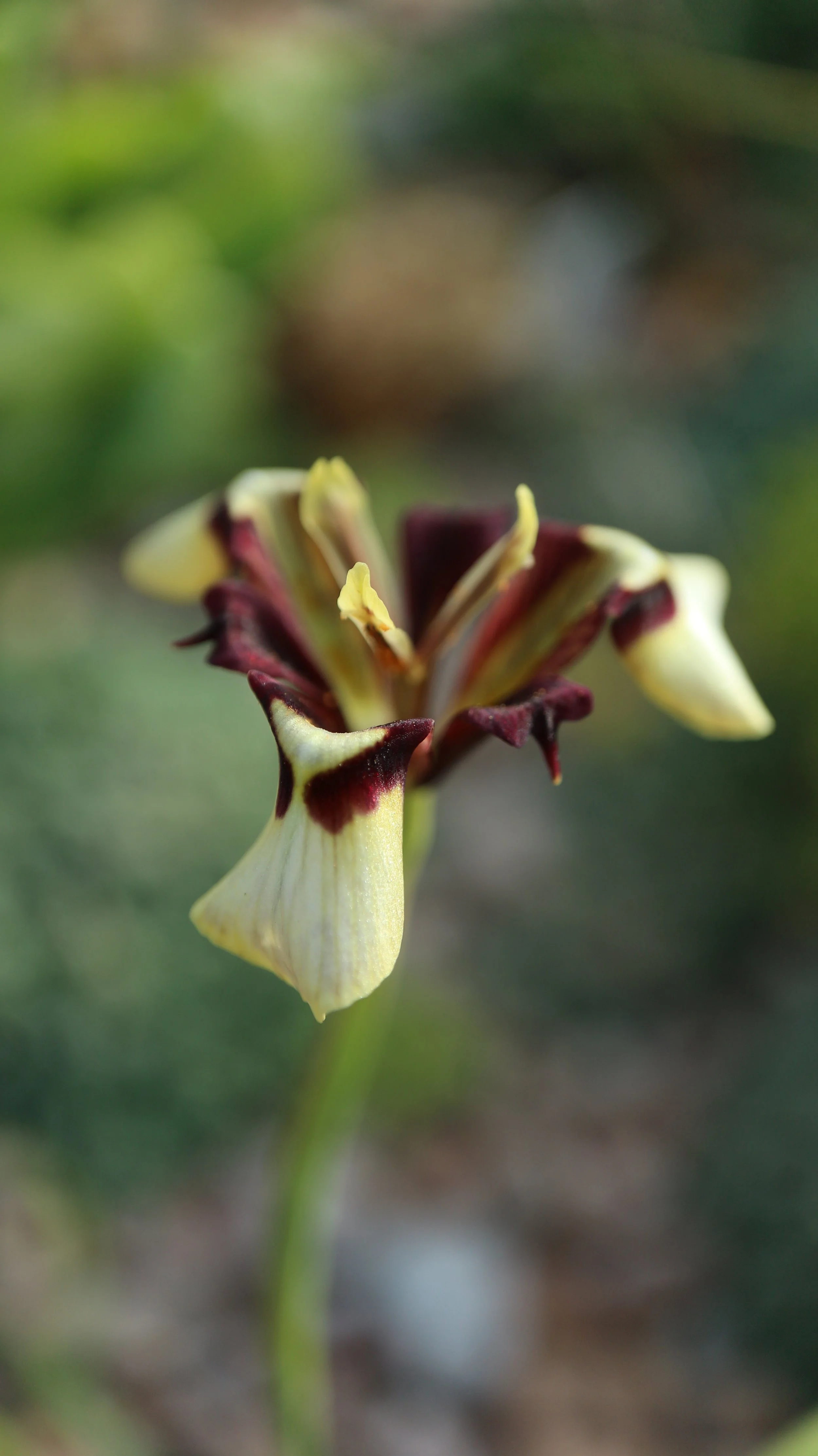 Moraea lurida / Iridaceae / SW Cape, South Africa
