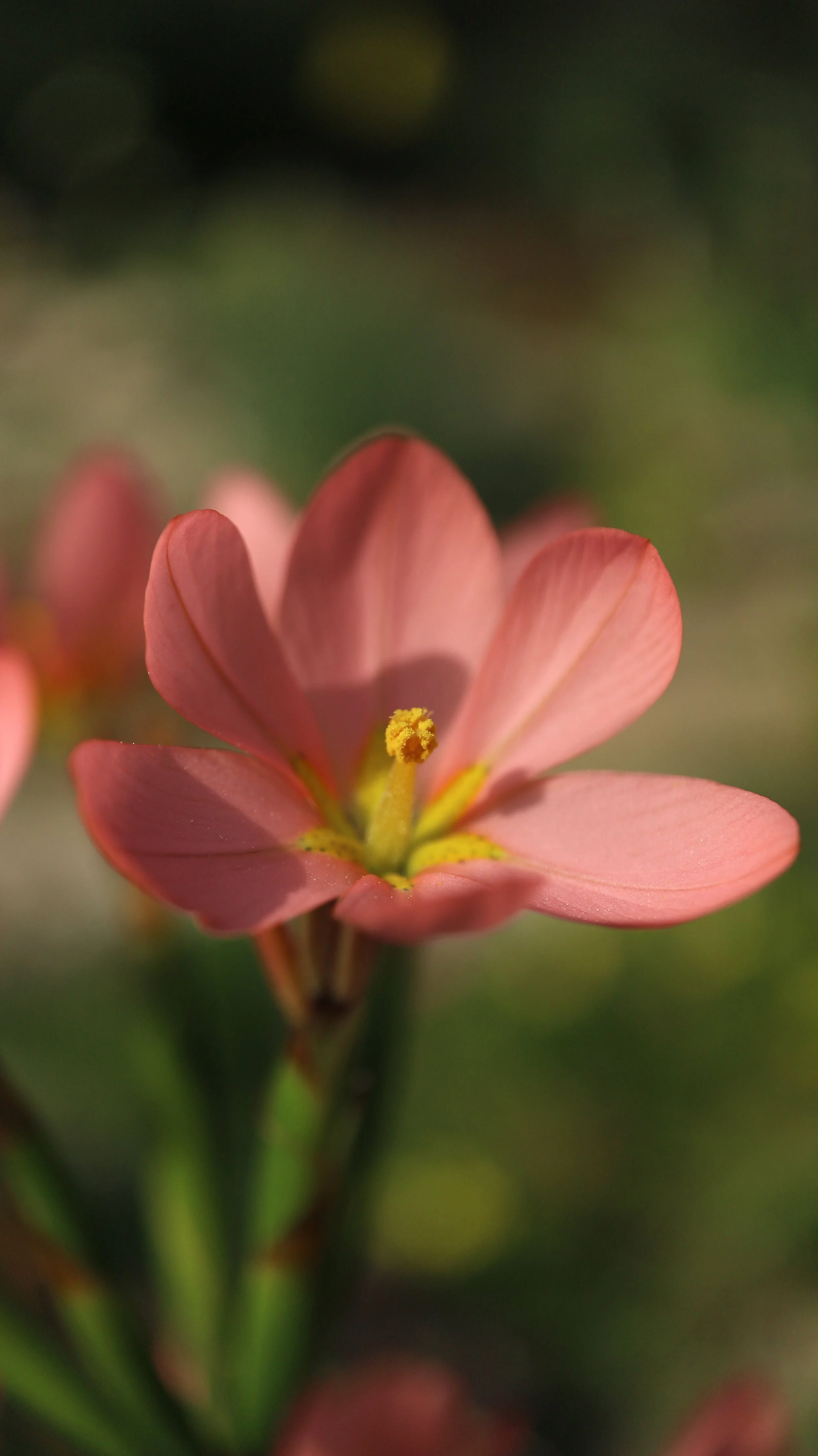 Moraea miniata / Iridaceae / SW Cape, South Africa