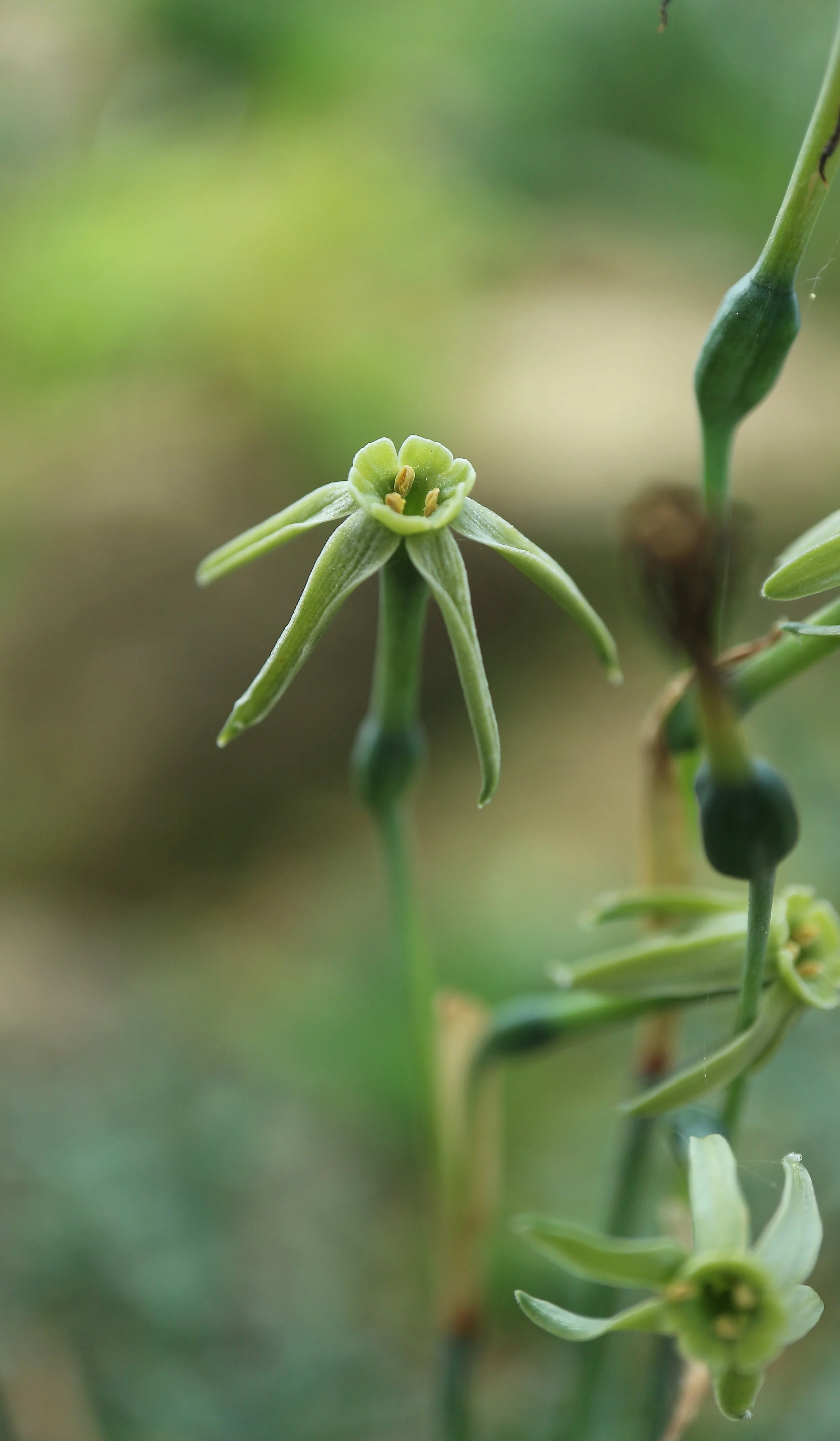 Narcissus viridiflorus (ex Cádiz) / Amaryllidaceae / SW Spain, NW Morocco