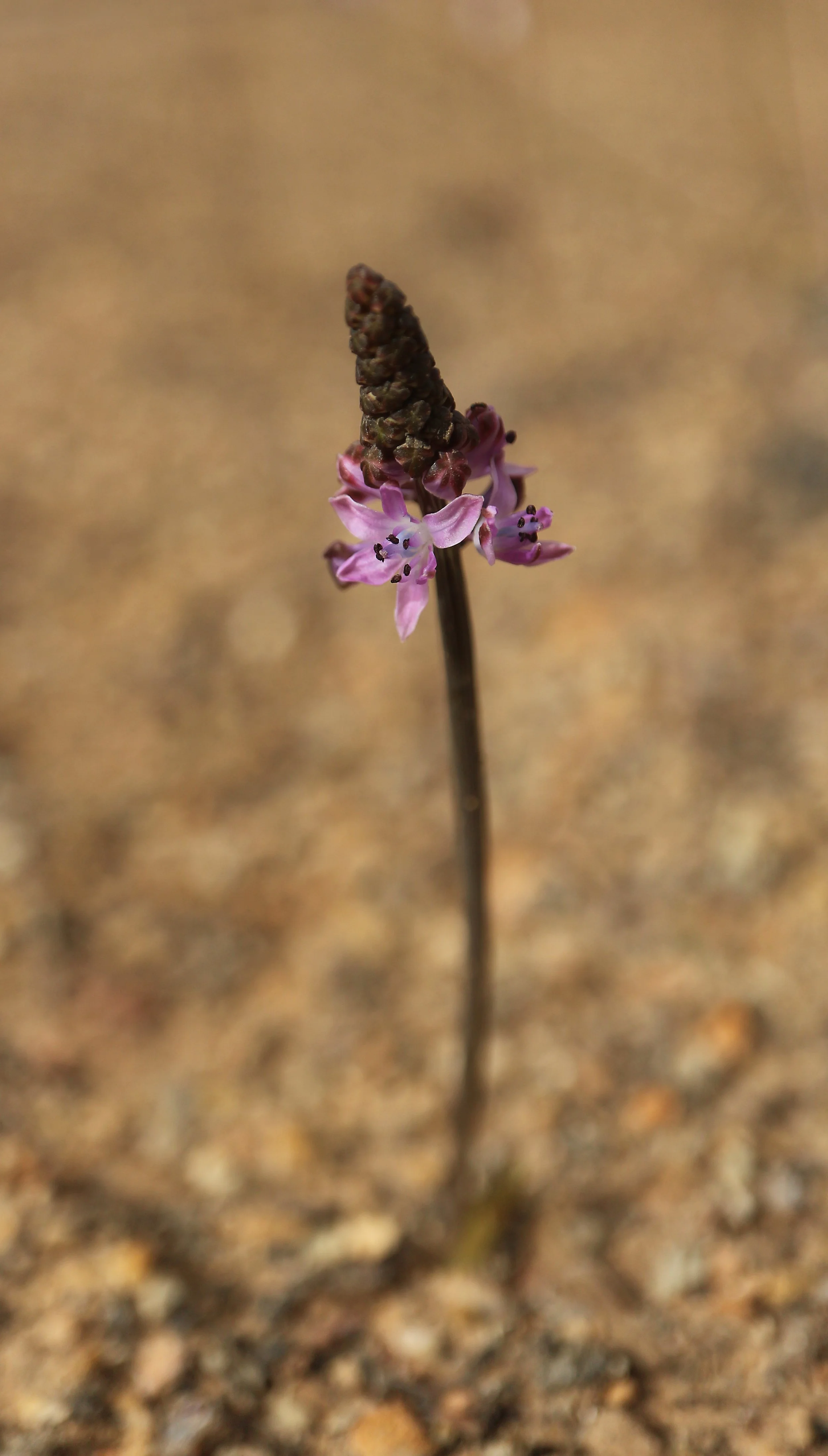 Prospero autumnale (ex Mallorca) / Scilloideae / Mediterranean Region