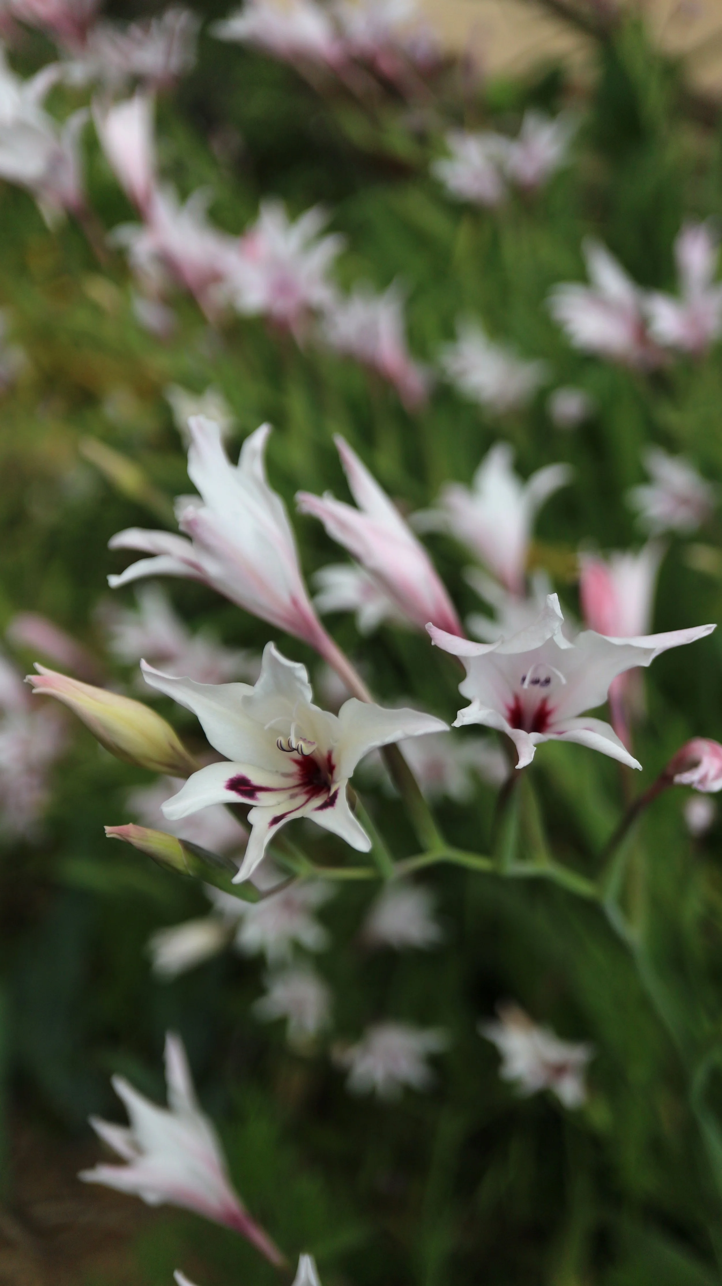 Gladiolus aquamontanus / Iridaceae / S Cape, South africa
