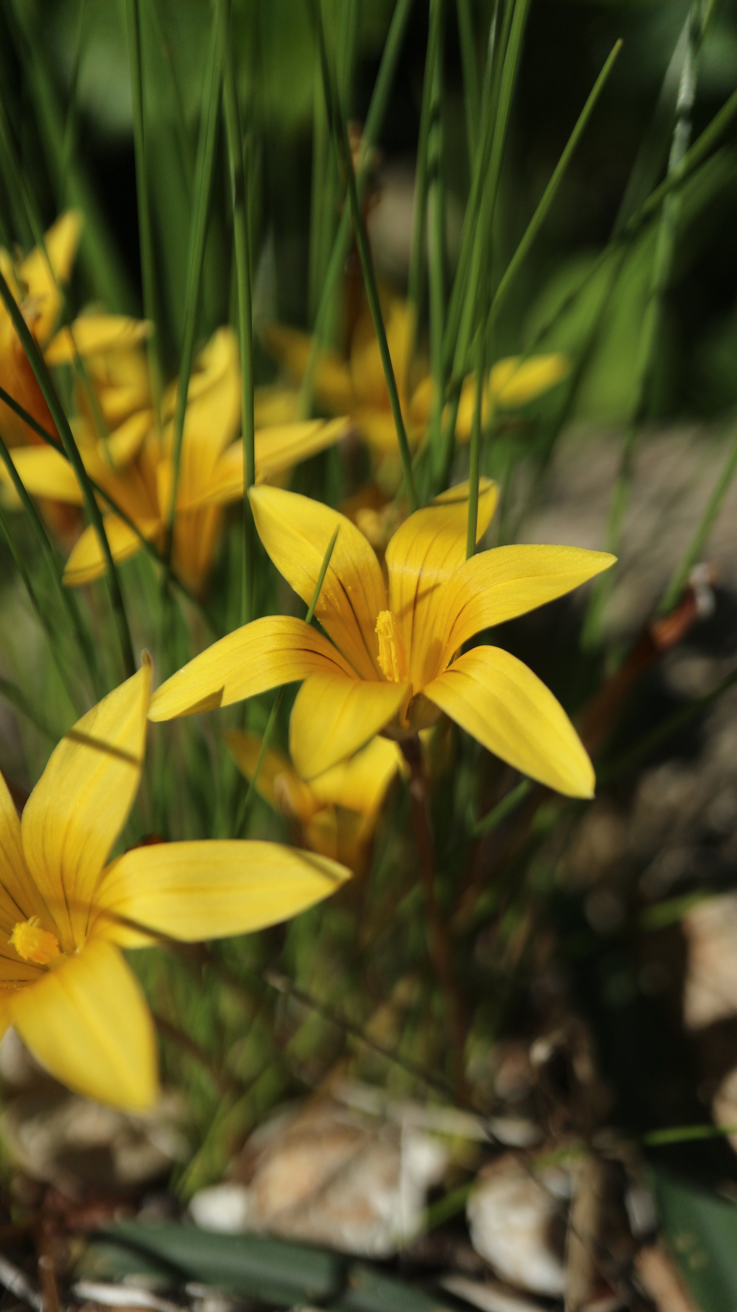 Romulea multisulcata / Iridaceae / SW Cape, South Africa