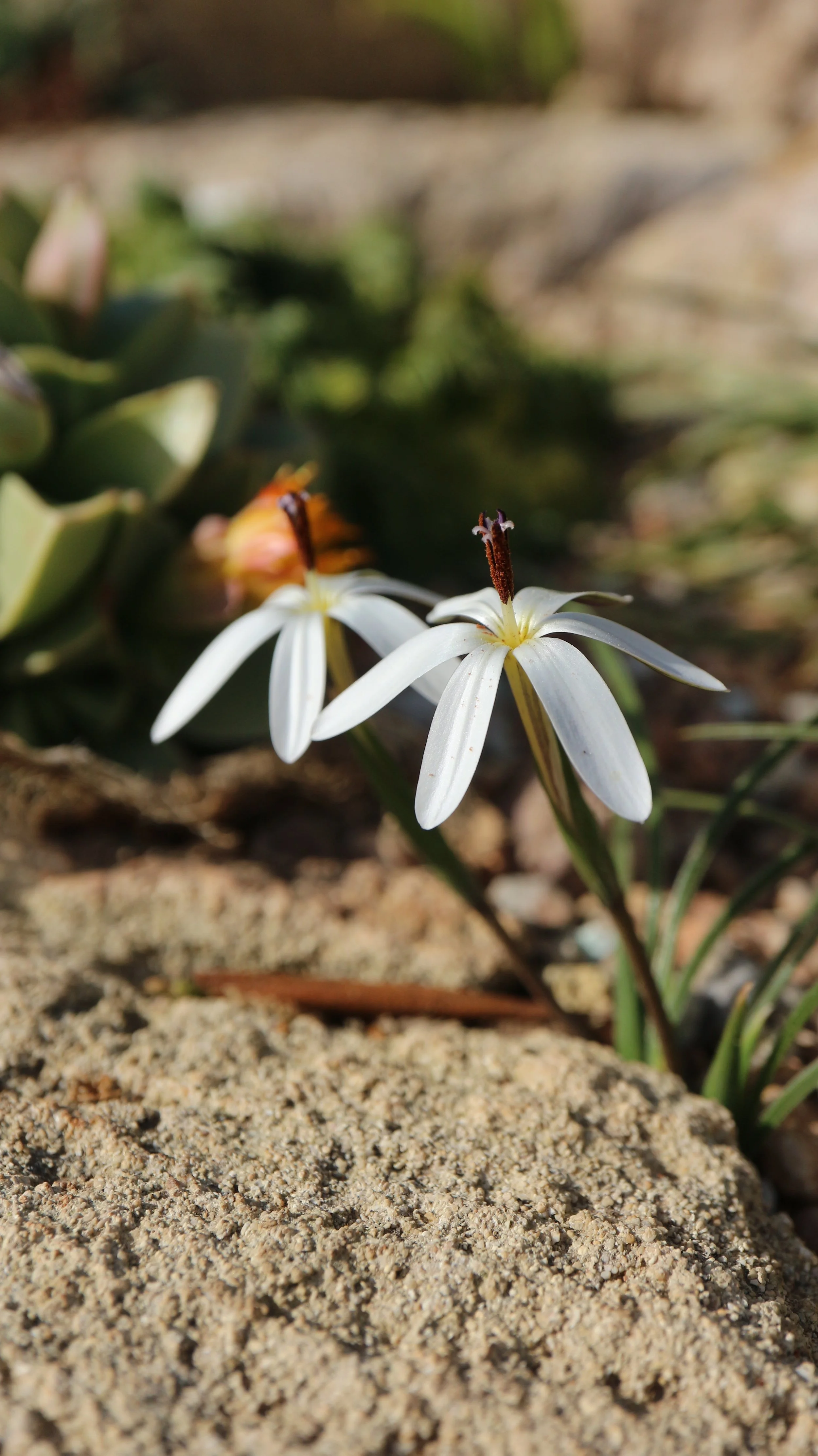 Romulea albiflora / Iridaceae / W Cape, South Africa