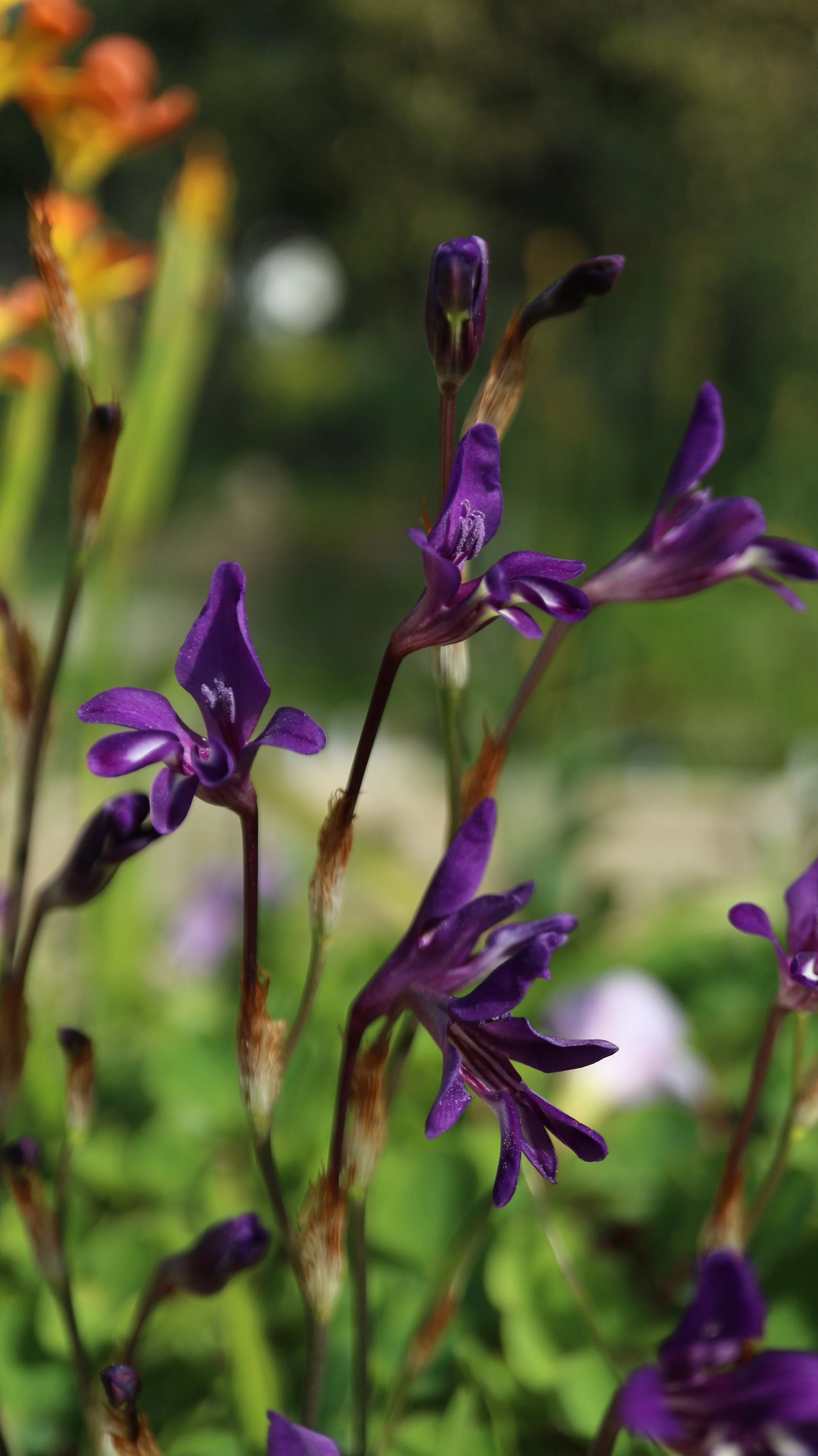 Sparaxis metelerkampiae / Iridaceae / W Cape, South Africa