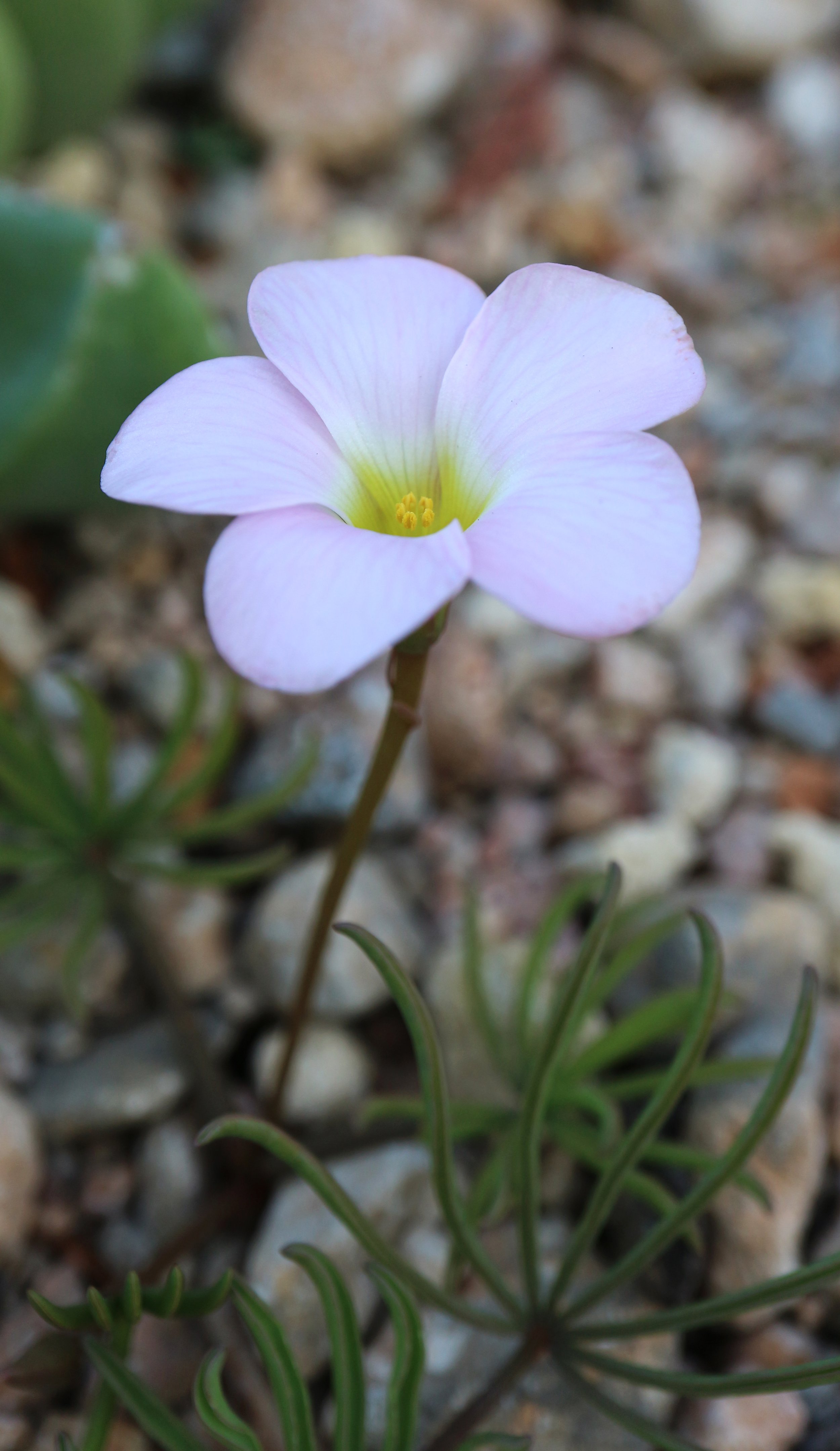 Oxalis flava 'Pink Form' / Oxalidaceae / SW Cape, South Africa