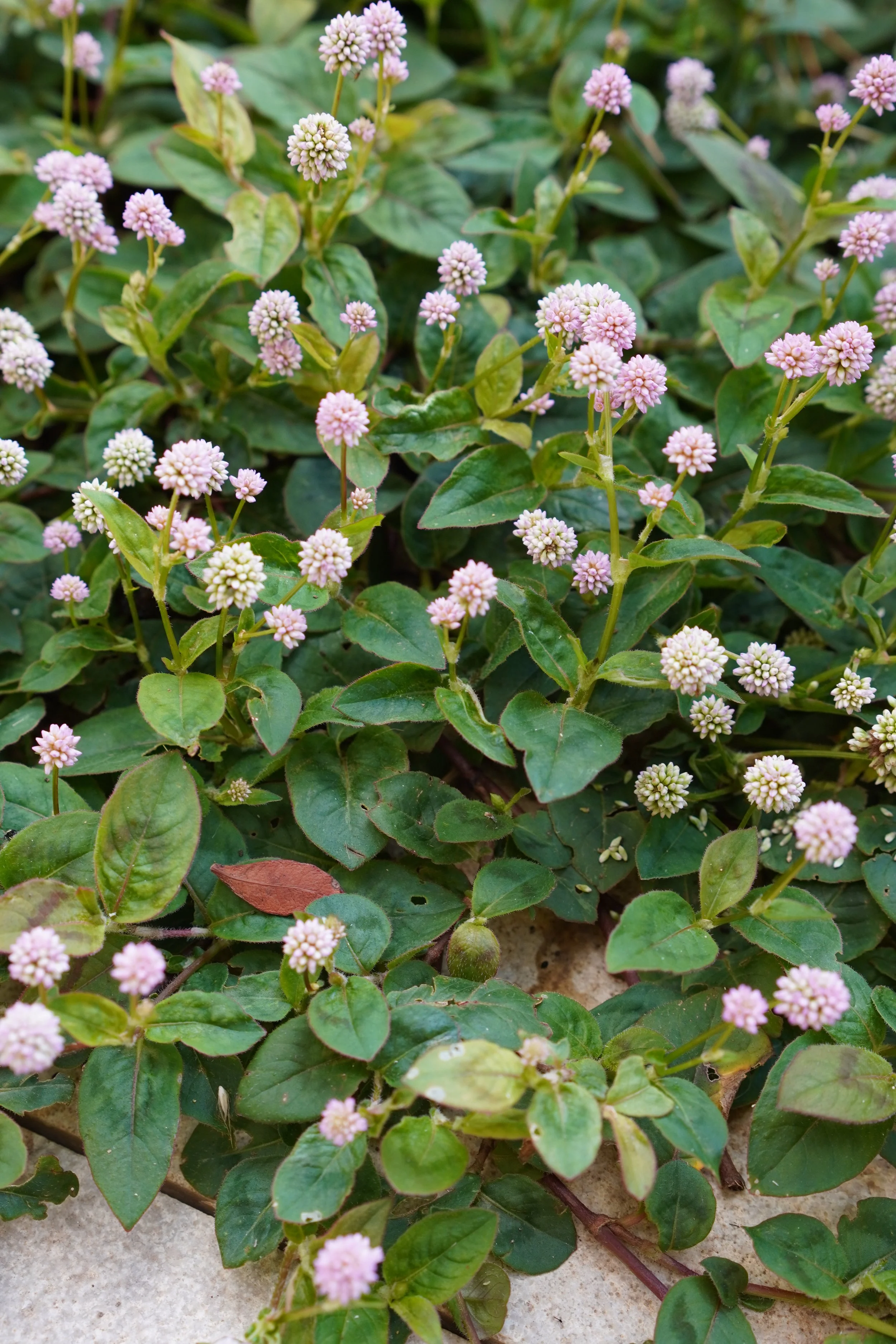 Persicaria capitata / Polygonaceae / Asia