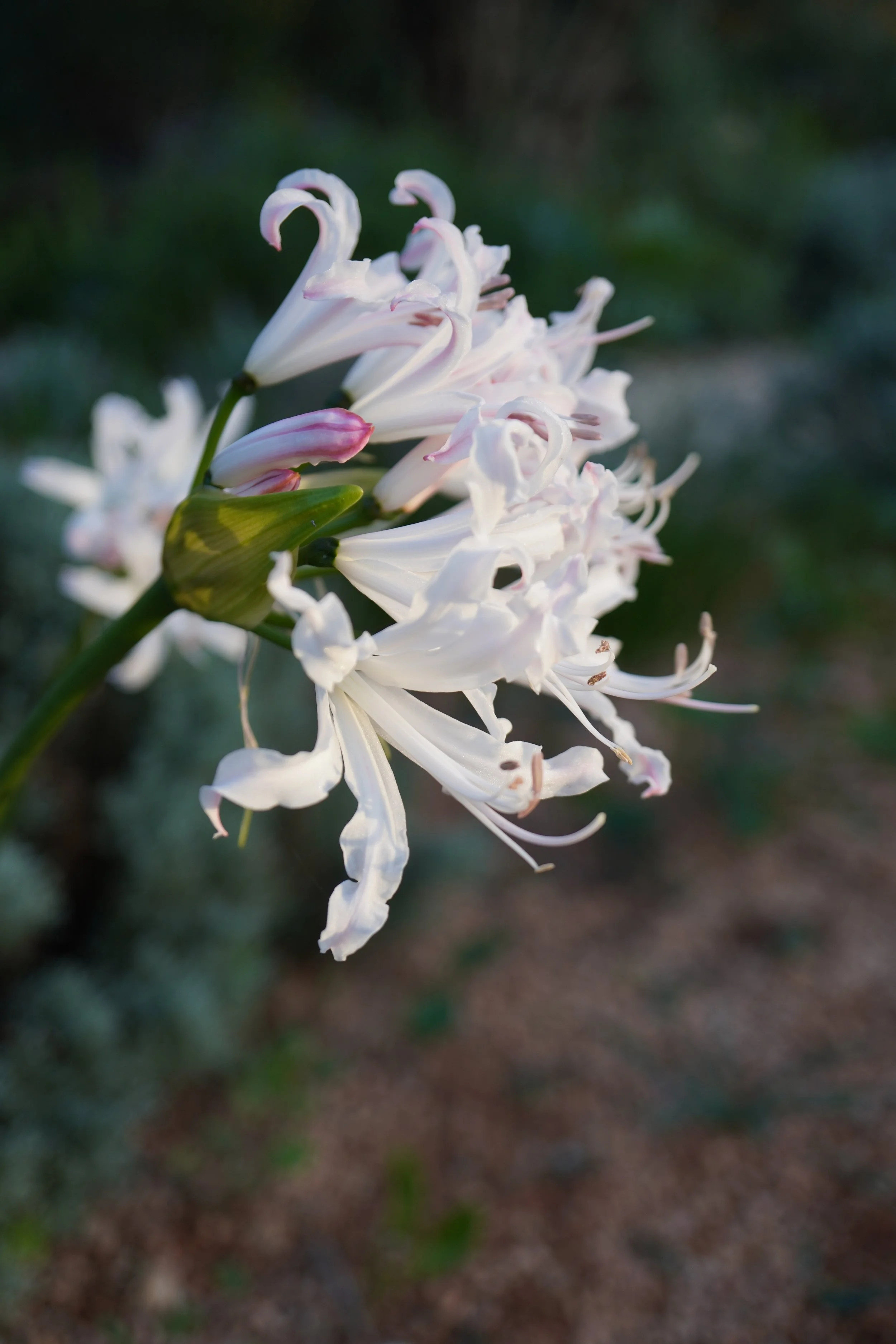 Nerine sarniensis 'White' / Amaryllidaceae / SW Cape, South Africa