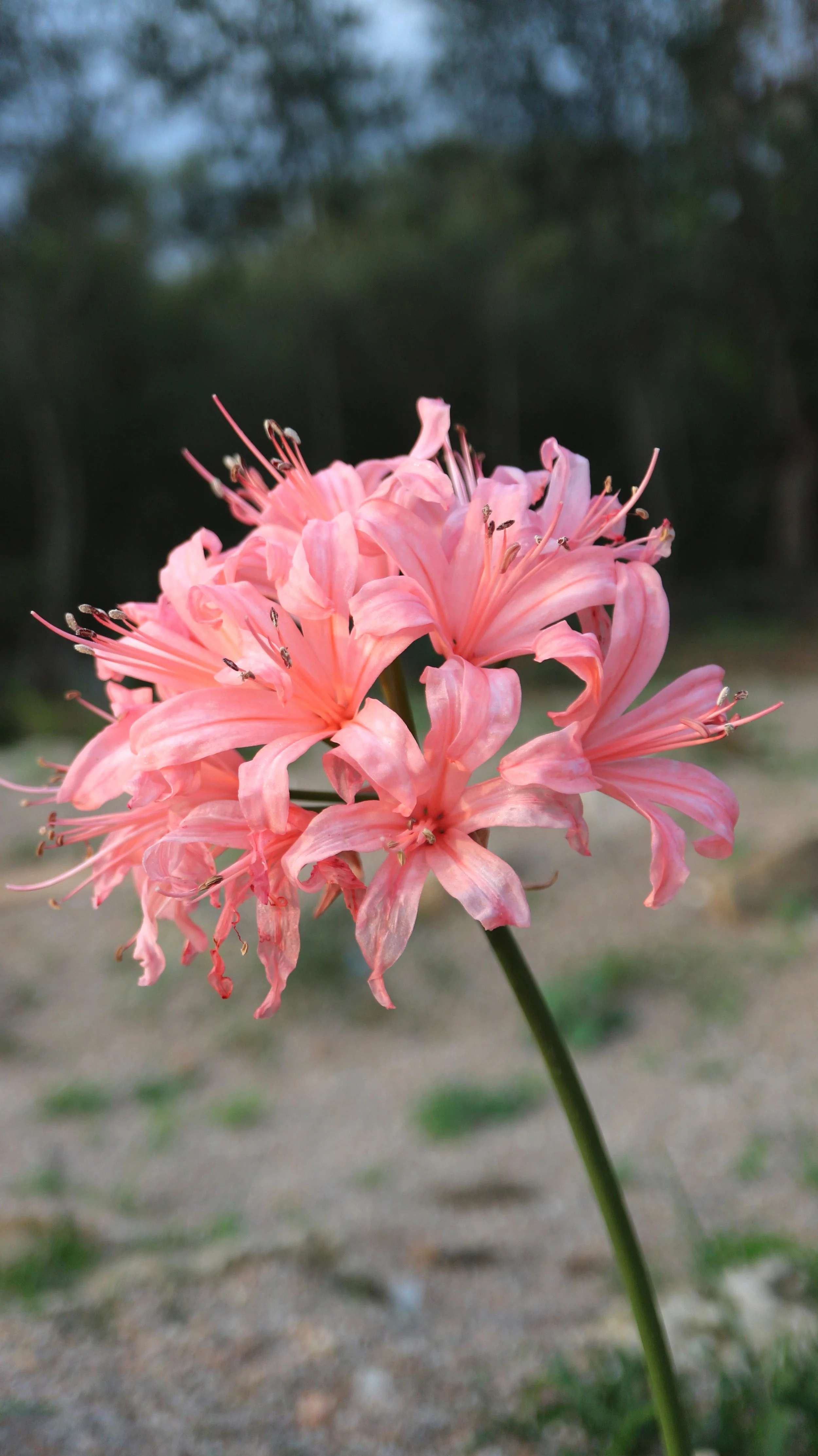 Nerine sarniensis 'Pink' / Amaryllidaceae / SW Cape, South Africa