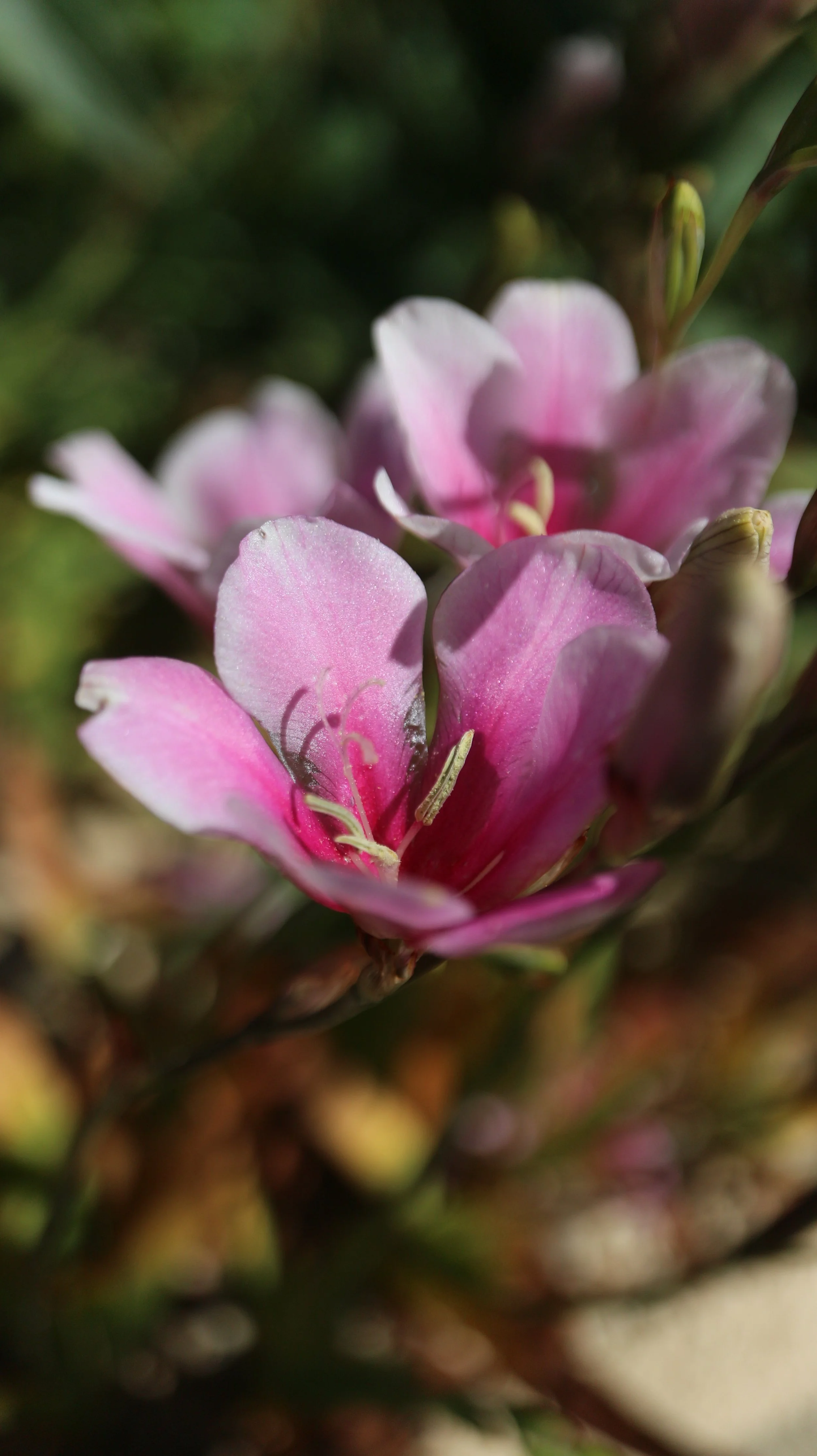 Tritonia cv / Iridaceae / S Cape, South Africa