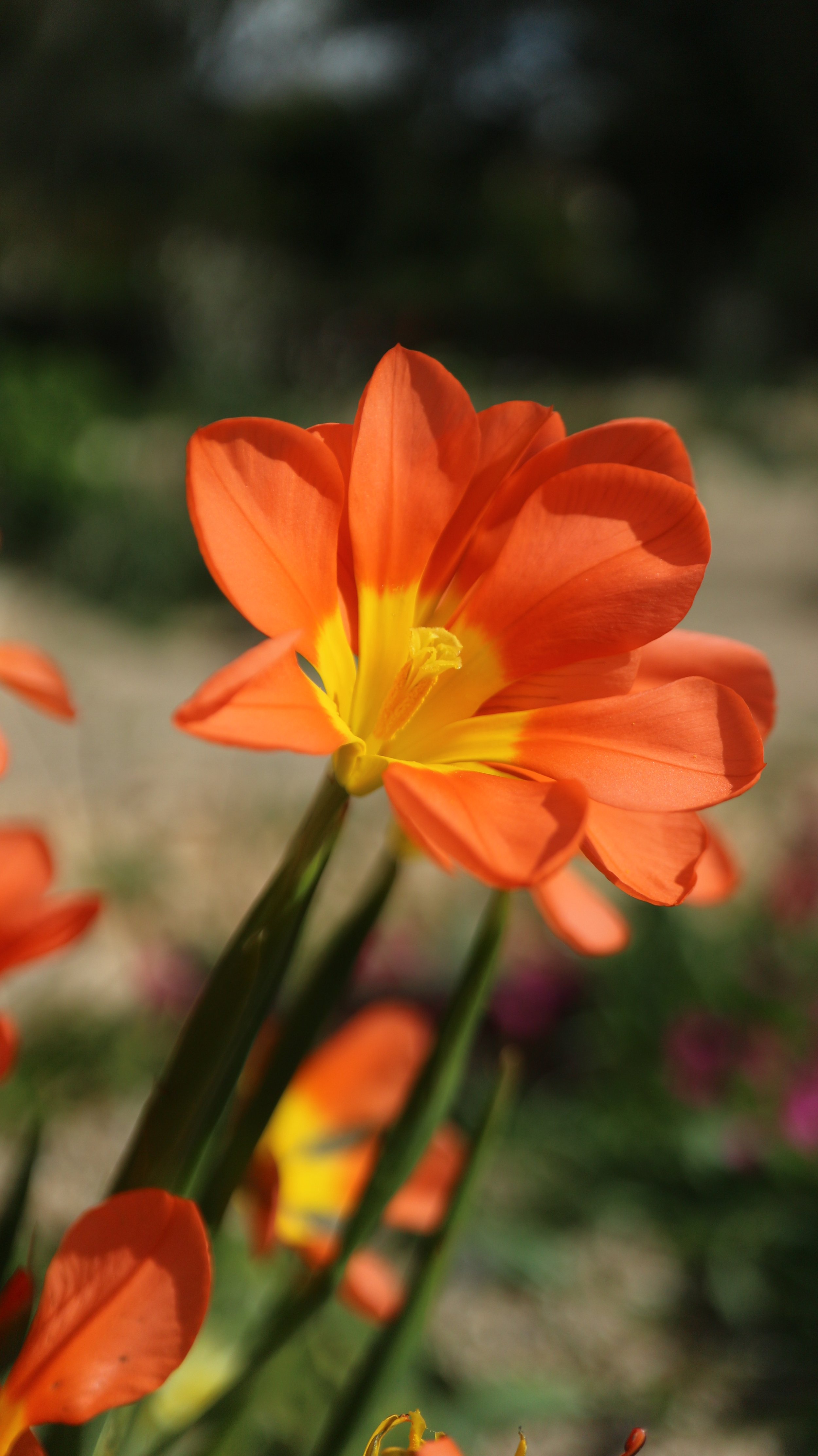 Moraea comptonii / Iridaceae / SW Cape, South Africa
