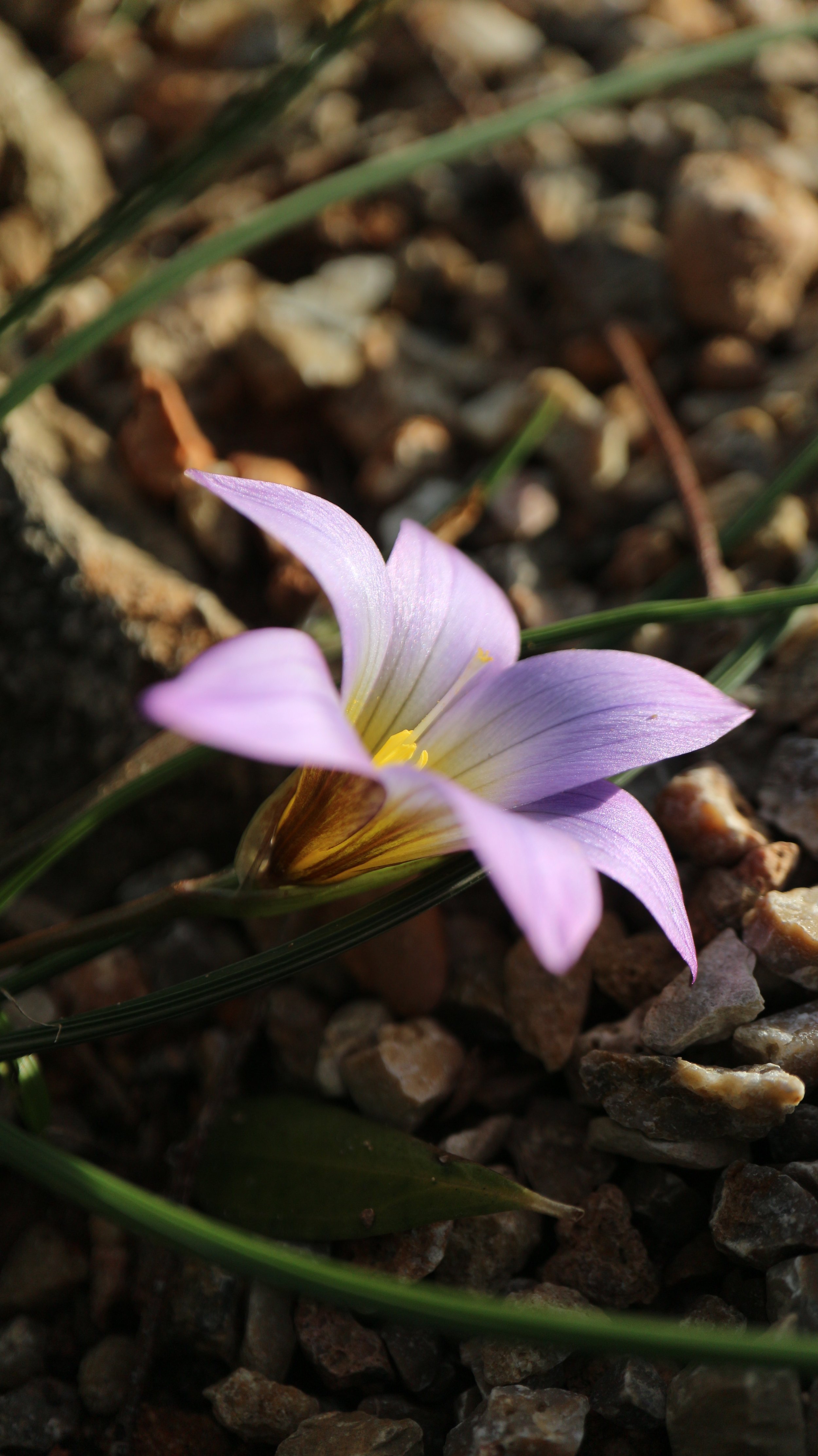 Romulea ramiflora (ex Cádiz) / Iridaceae / Mediterranean Region