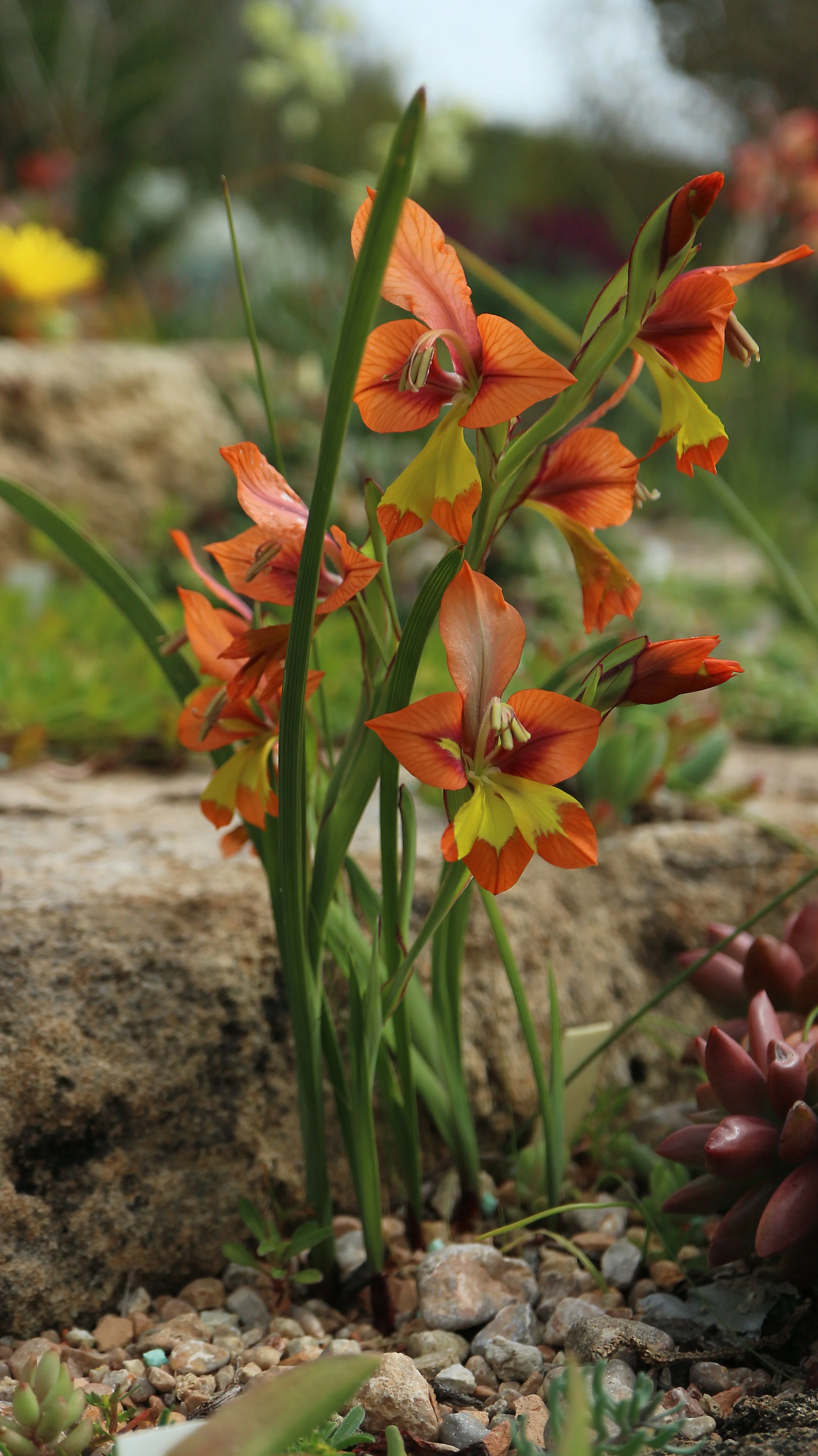 Gladiolus alatus / Iridaceae / SW Cape, South africa
