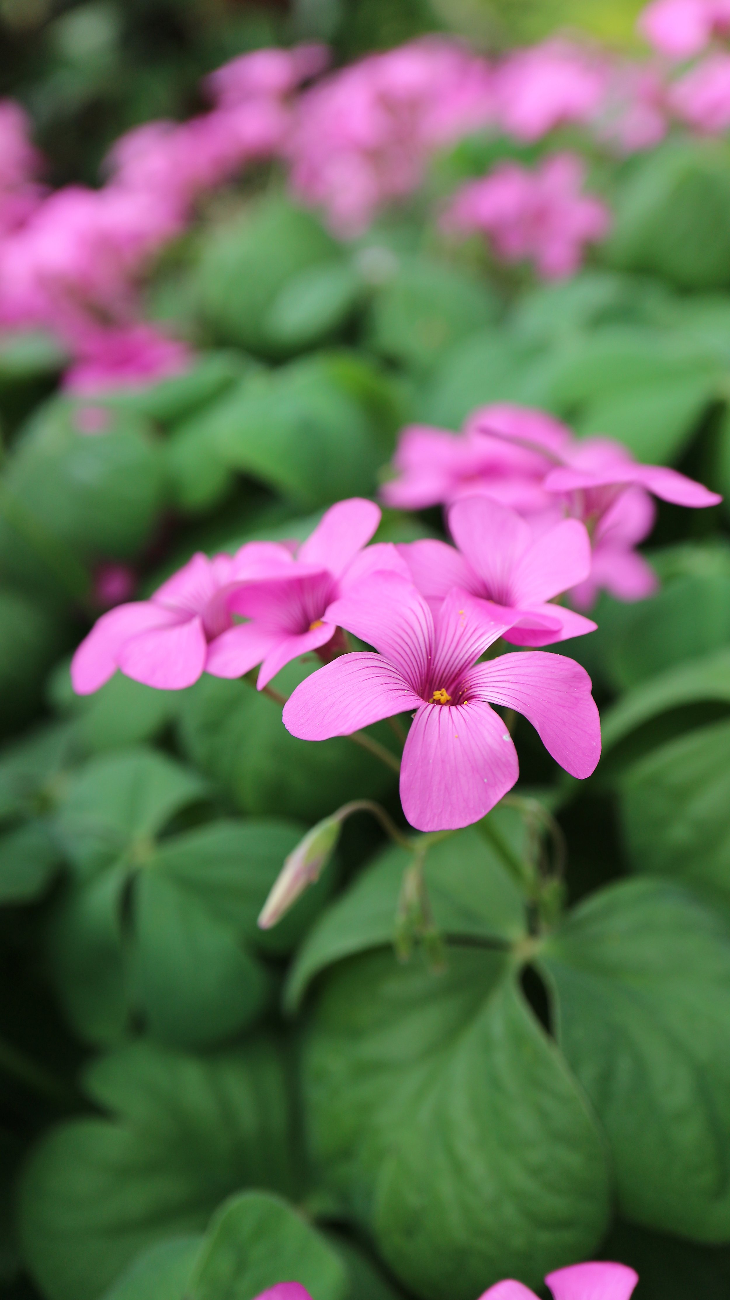 Oxalis articulata / Oxalidaceae / C America