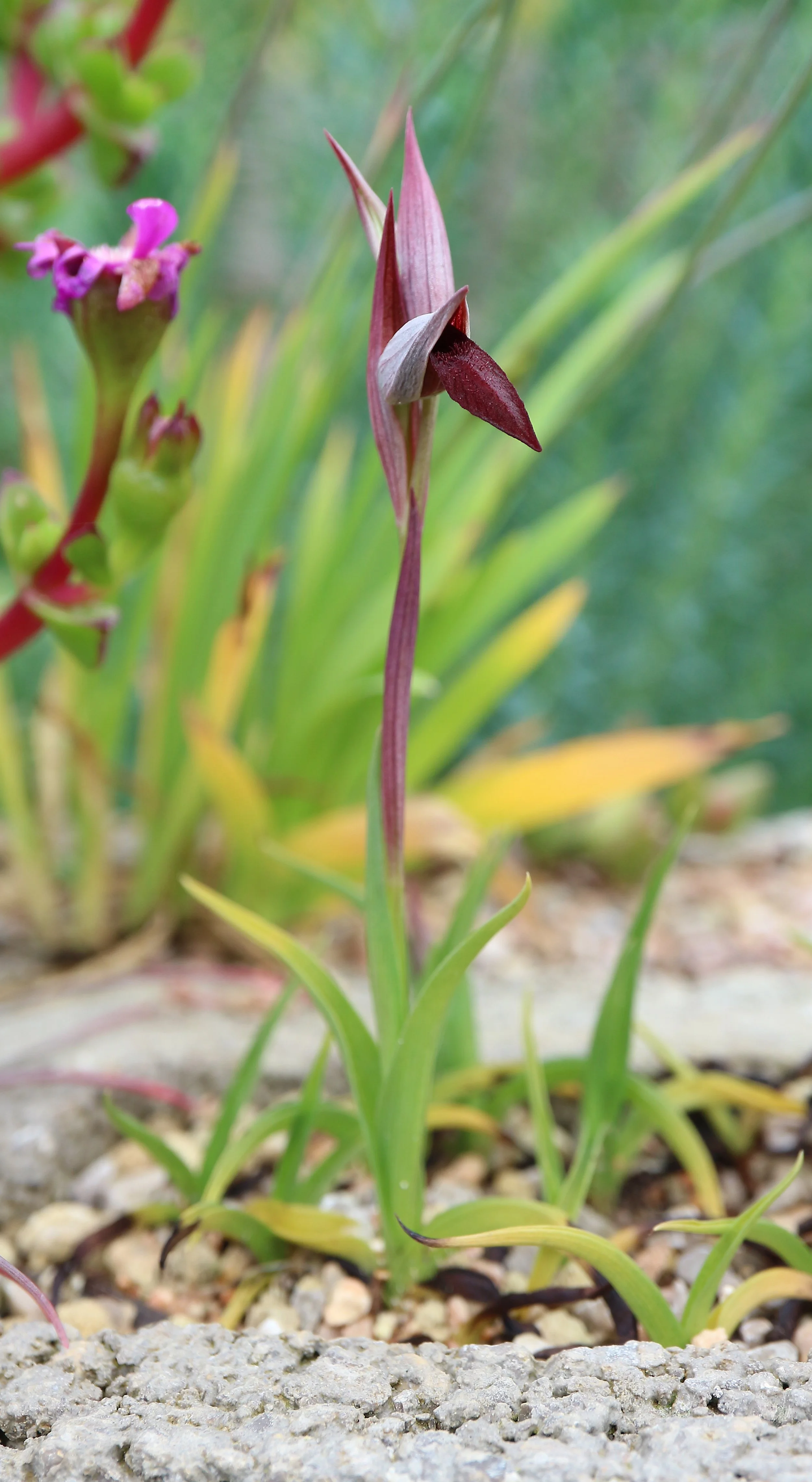 Serapias gregariana (ex Var) / Orchidaceae / E Mediterranean