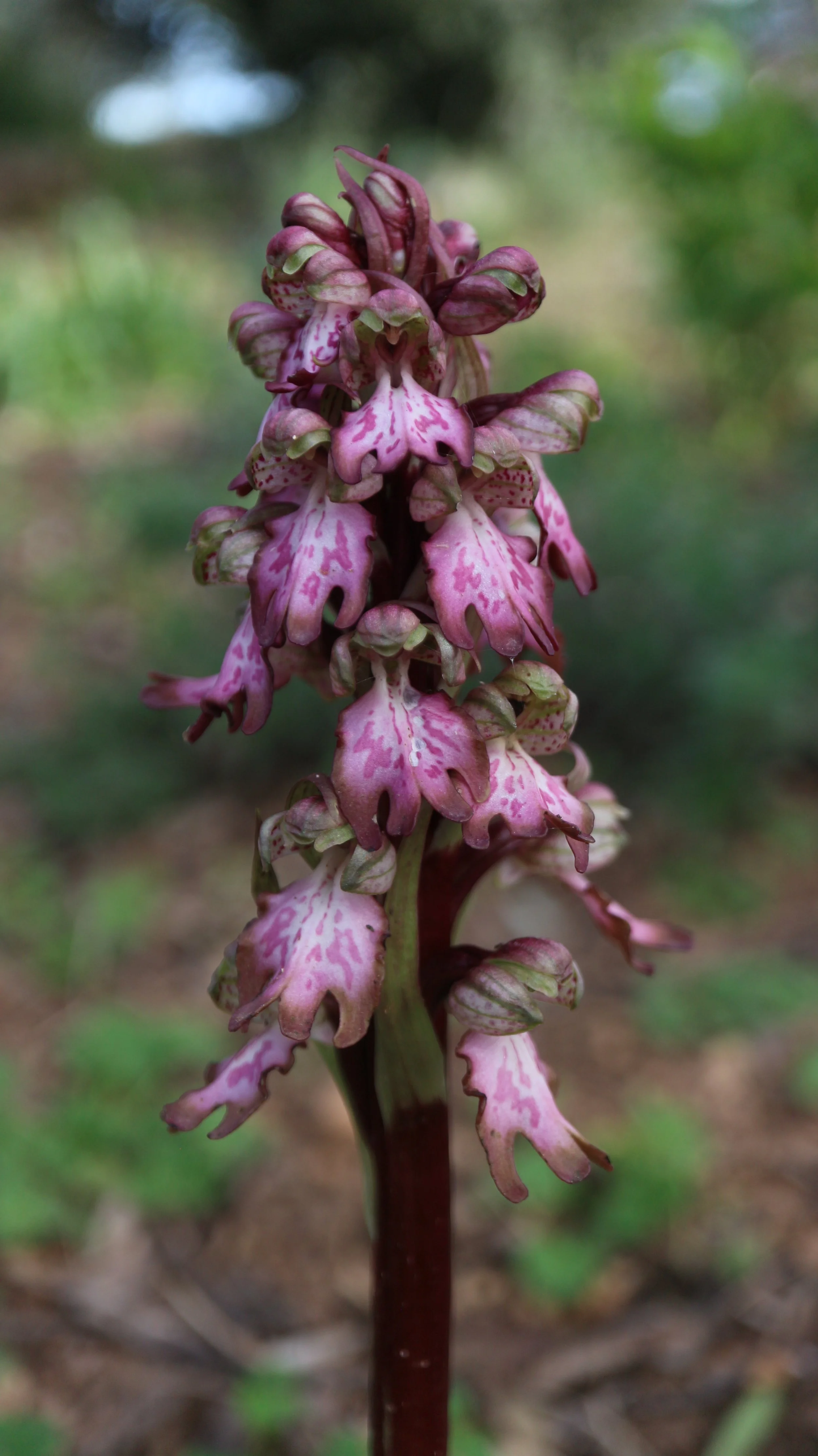 Himantoglossus robertianum / Orchidaceae / Mediterranean Region