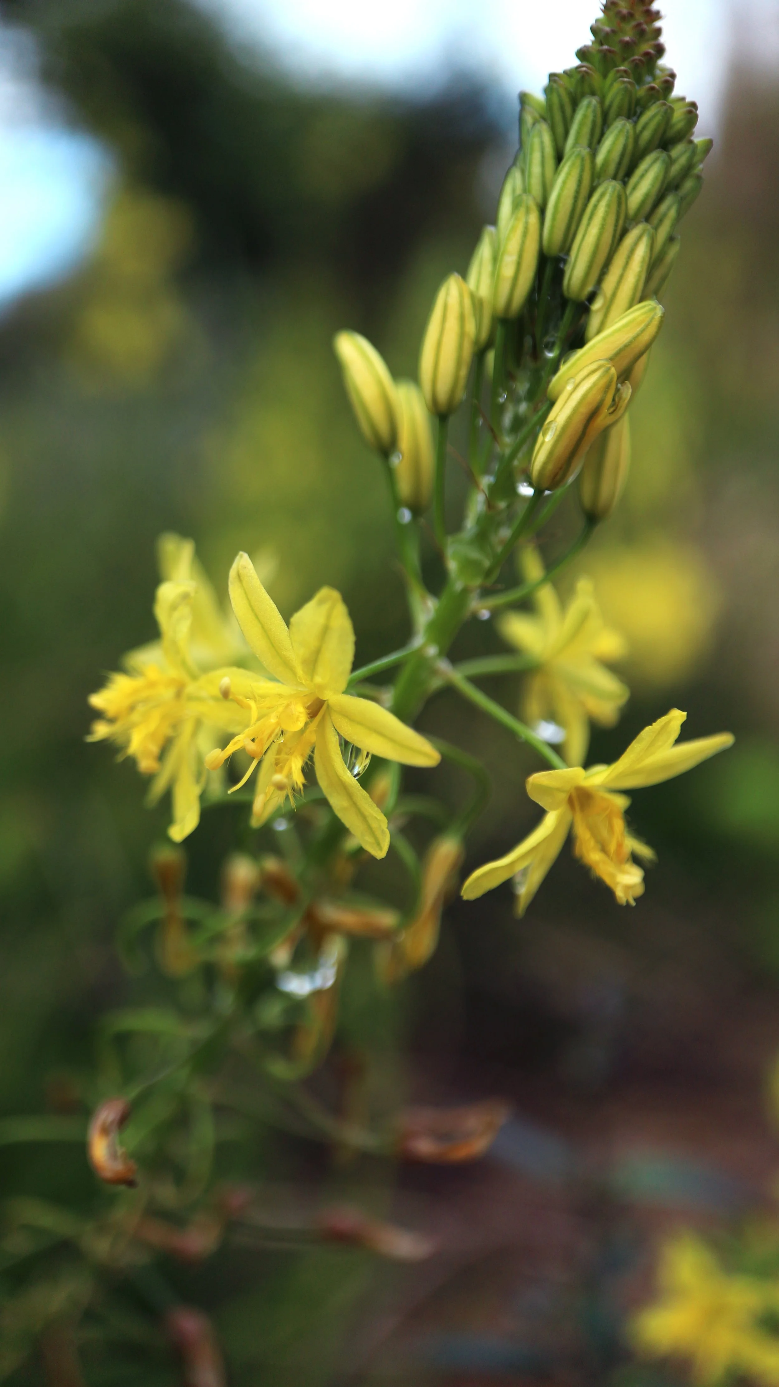 Bulbine frutescens 'Yellow' / Asphodeloideae / South Africa