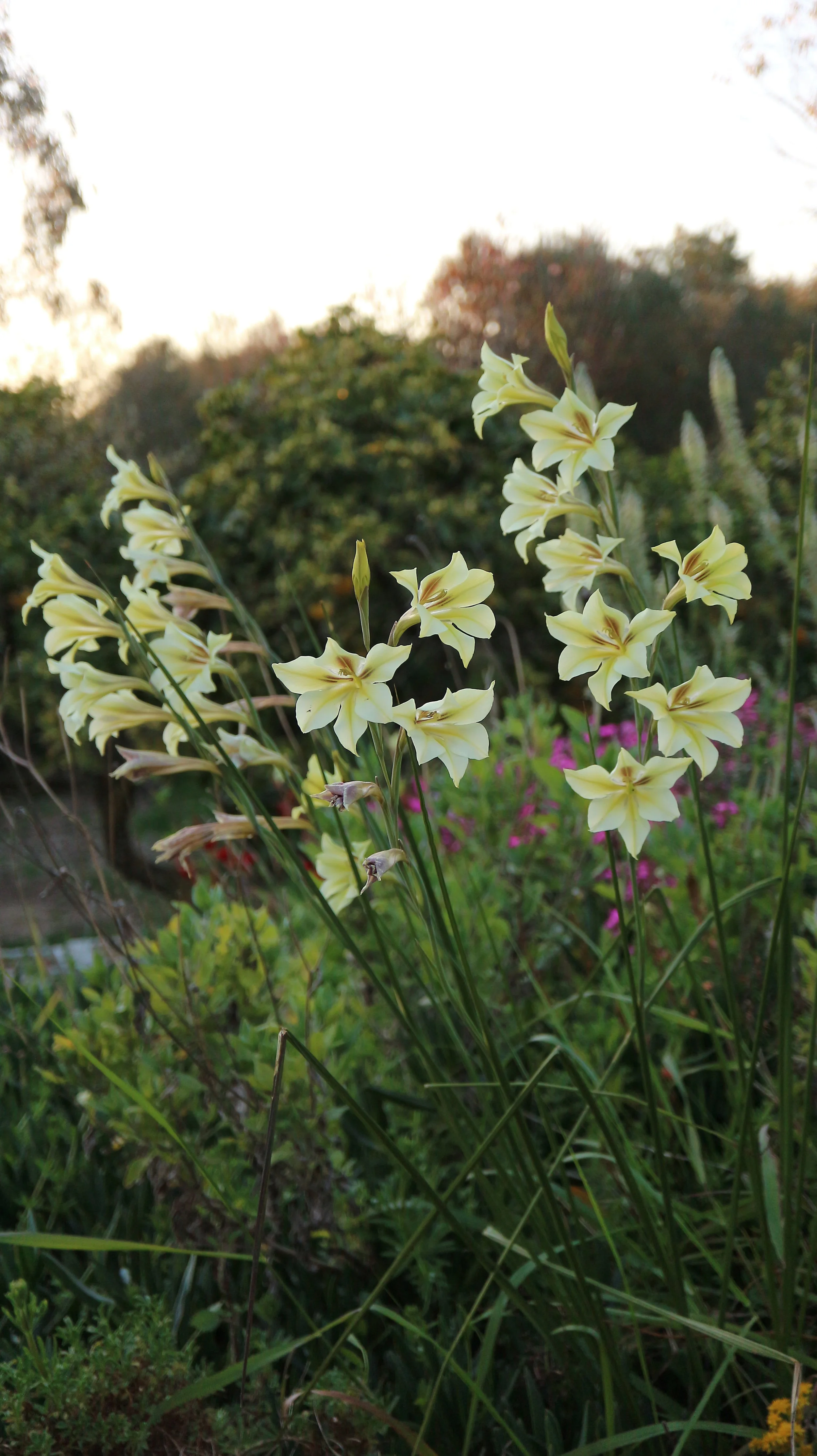 Gladiolus tristis / Iridaceae / SW Cape, South Africa