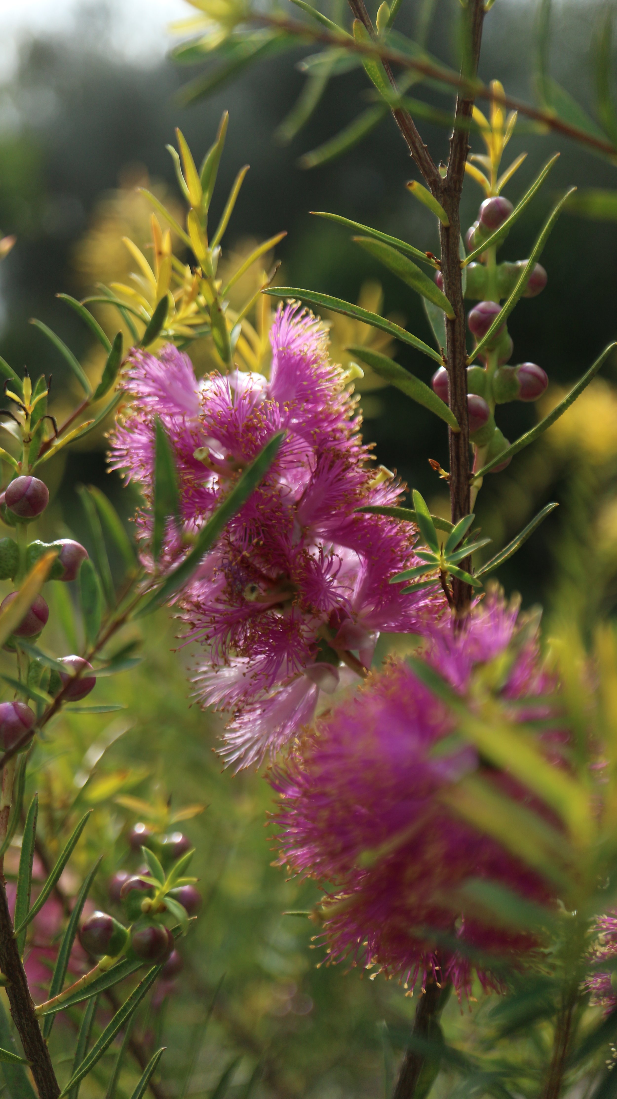 Melaleuca fulgens - Pink Form / Myrtaceae / Australia