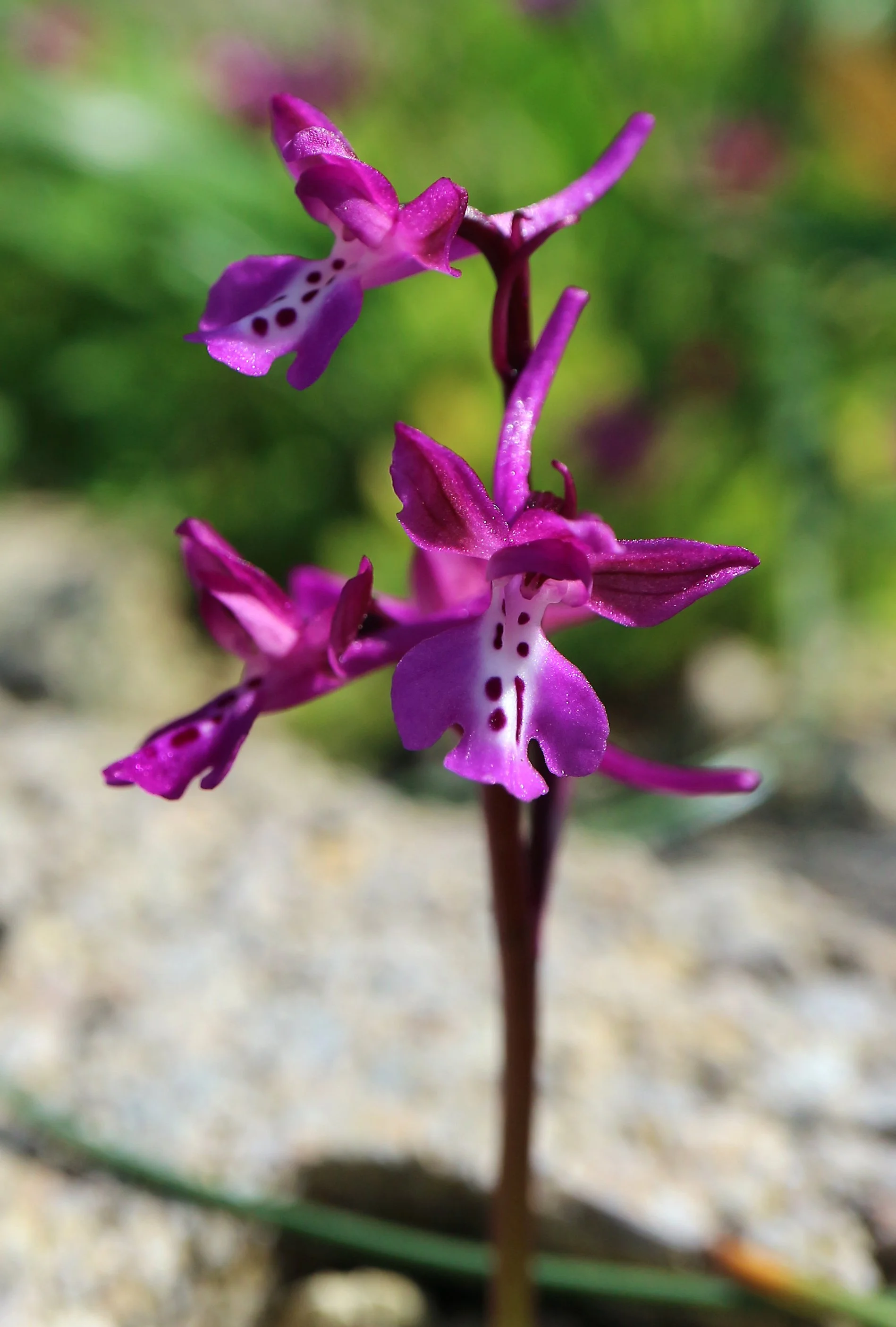 Orchis x seziquiana (ex Crete) / Orchidaceae / E Mediterranean Region