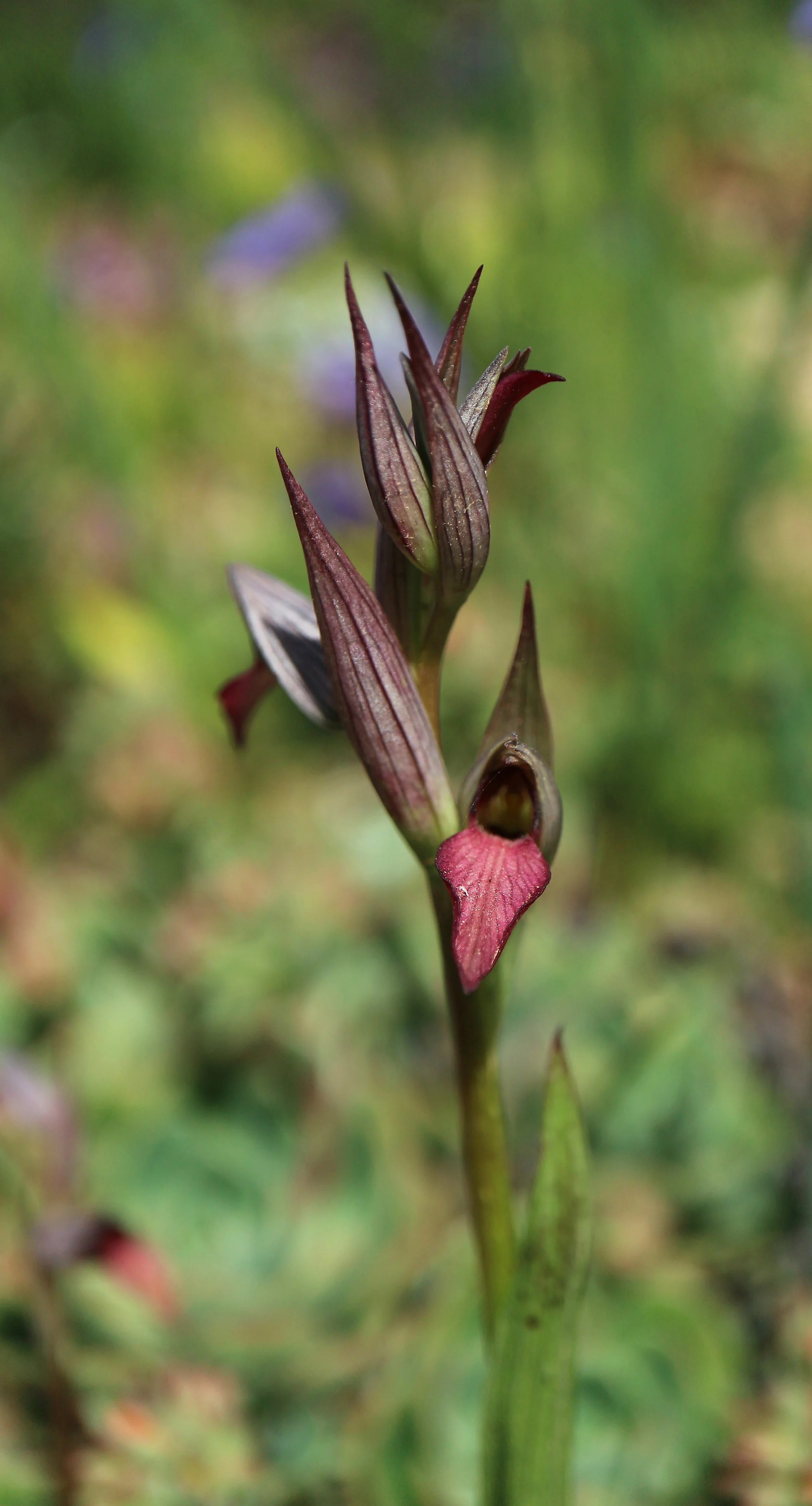 Serapias lingua (ex Mallorca) / Orchidaceae / Mediterranean Region