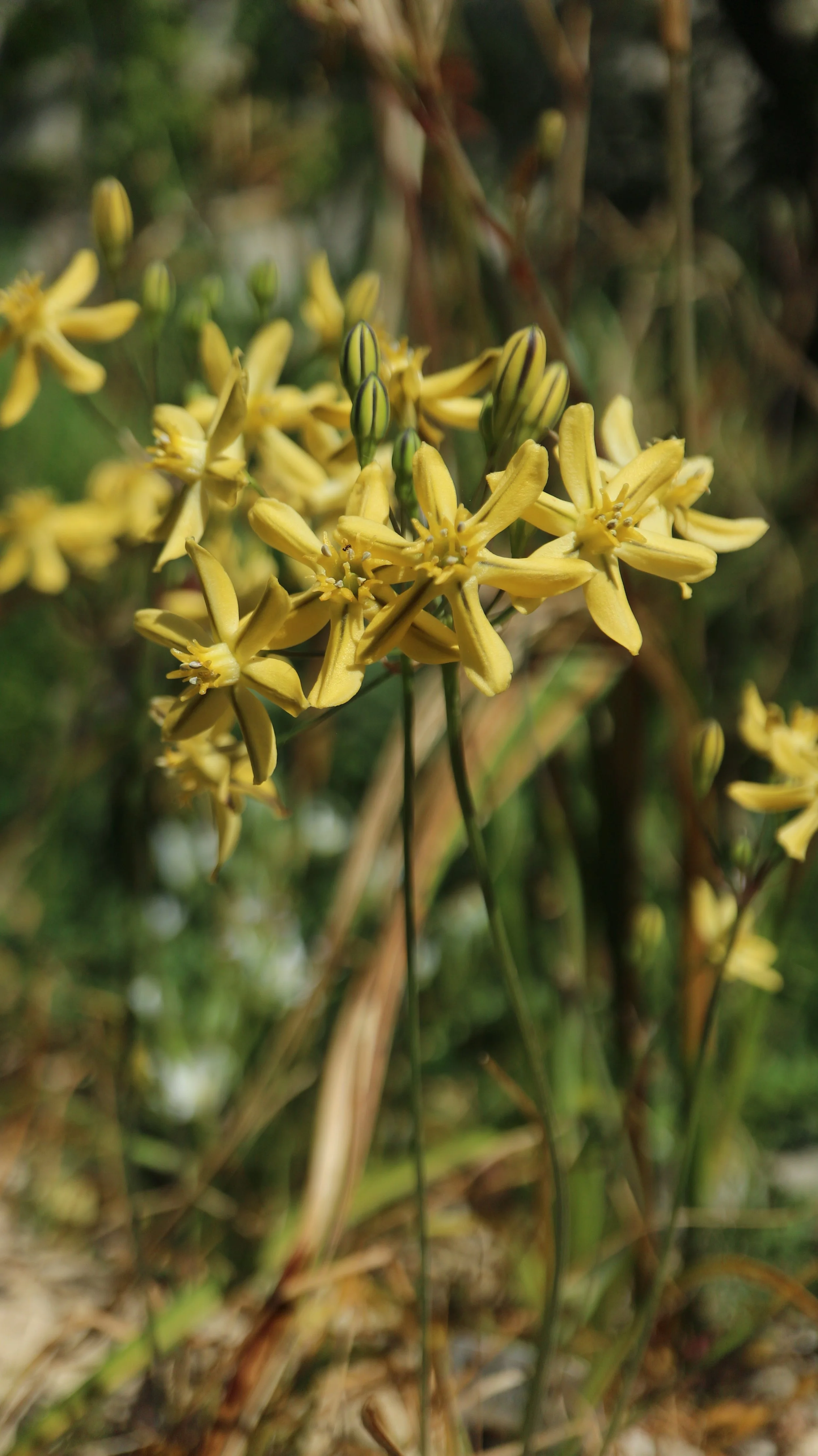 Triteleia ixioides 'Louise' / Brodiaoideae / W USA
