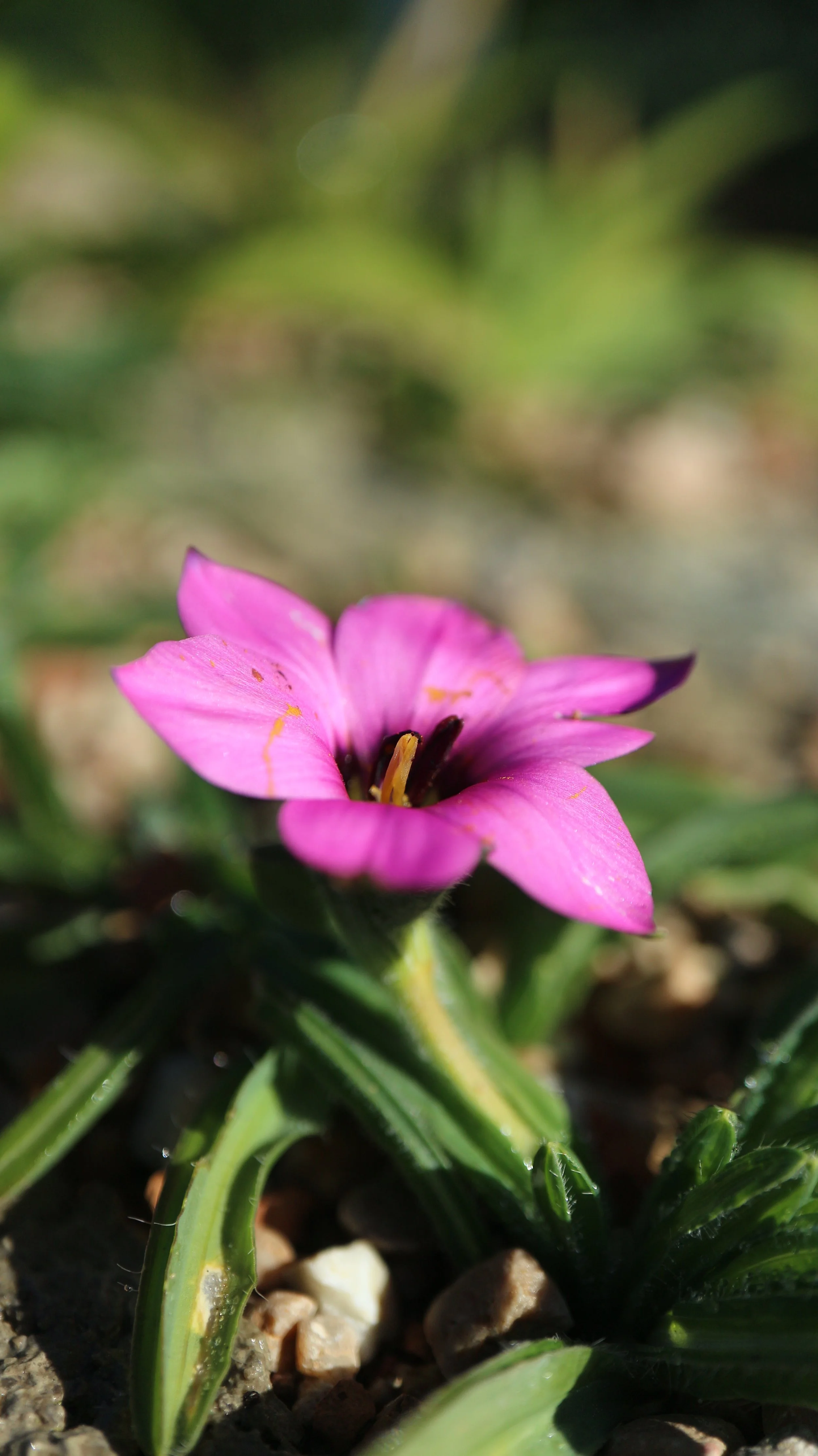 Romulea tetragona / Iridaceae / SW Cape, South Africa