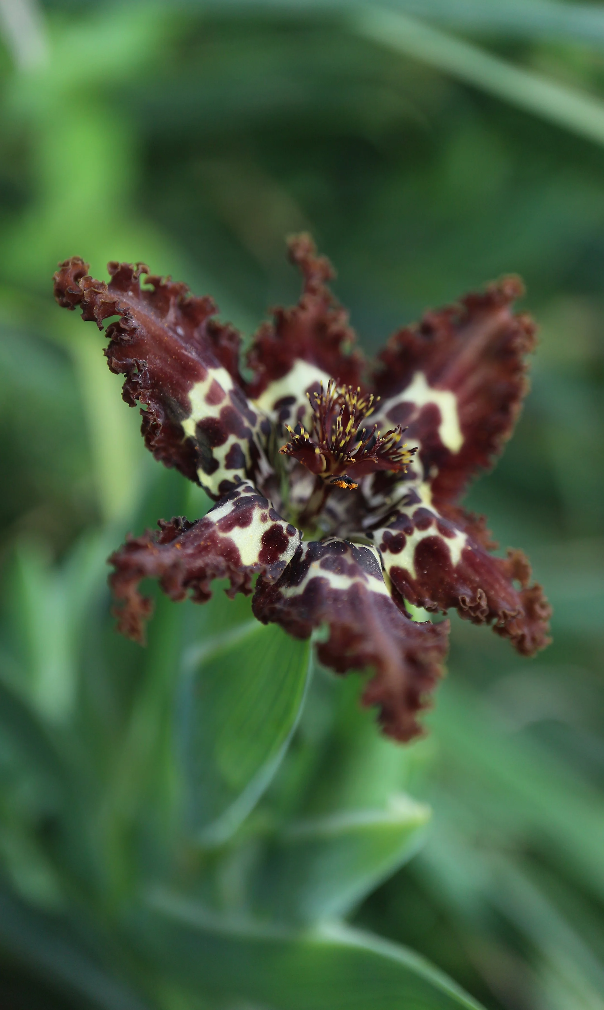Ferraria crispa / Iridaceae / W Cape, South Africa