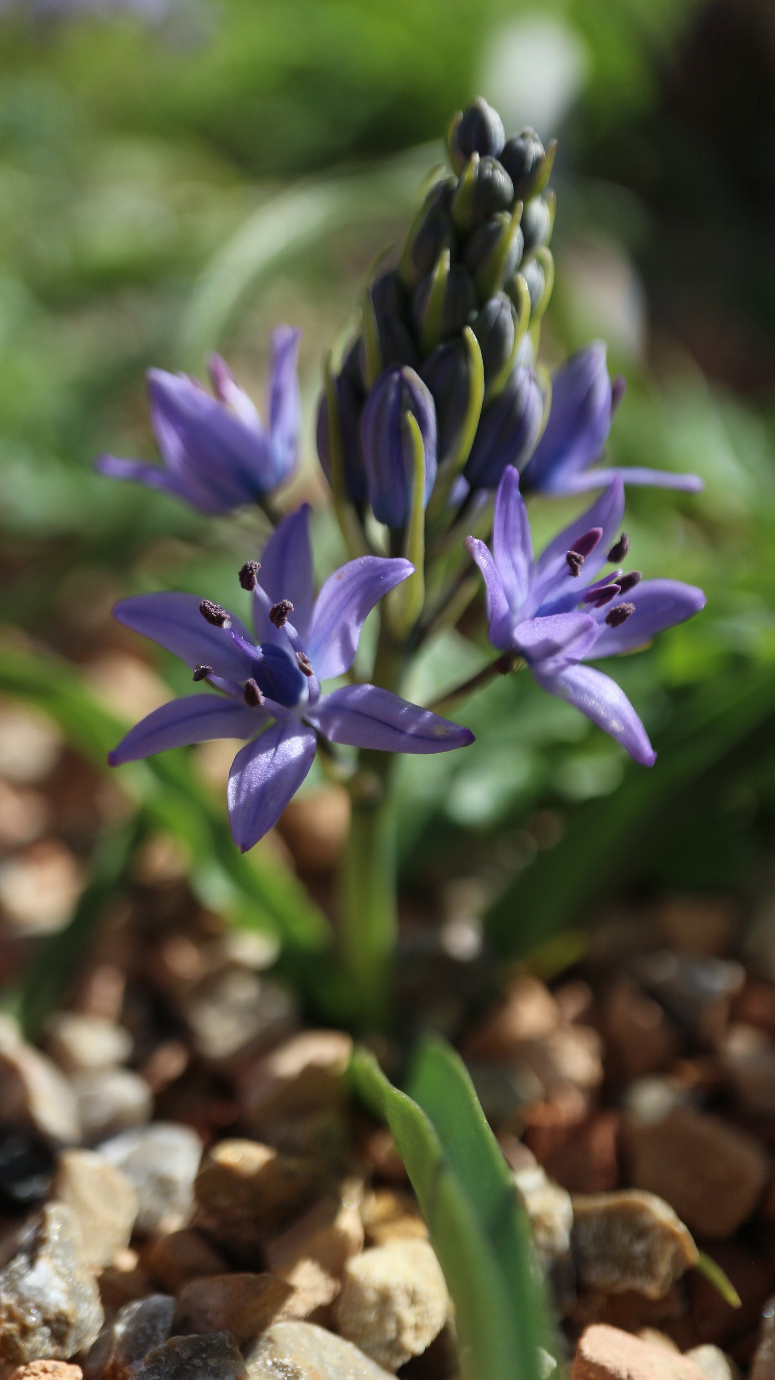 Scilla ramburei / Scilloideae / S Iberian Peninsula