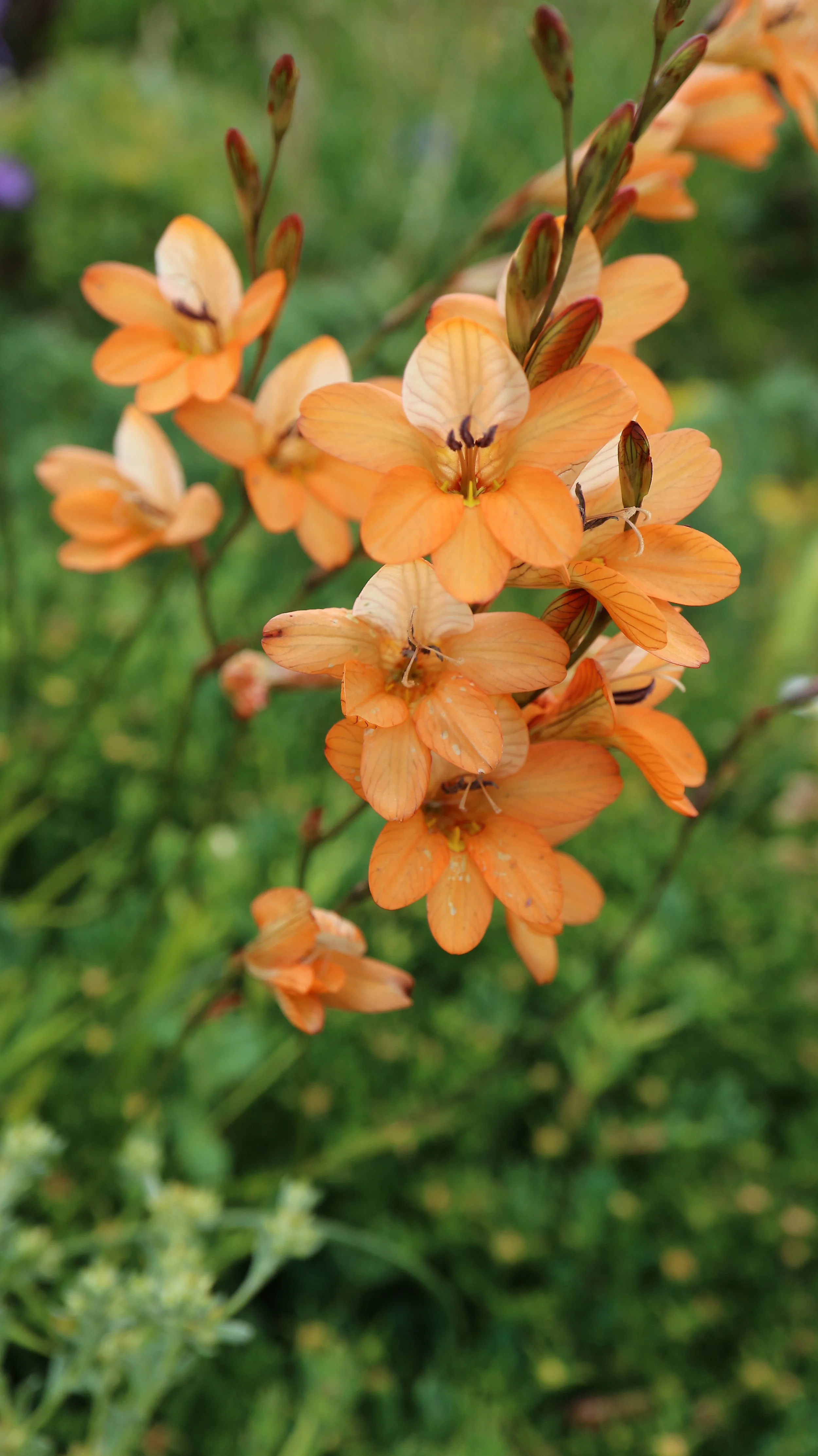 Tritonia securigera / Iridaceae / S Cape, South Africa