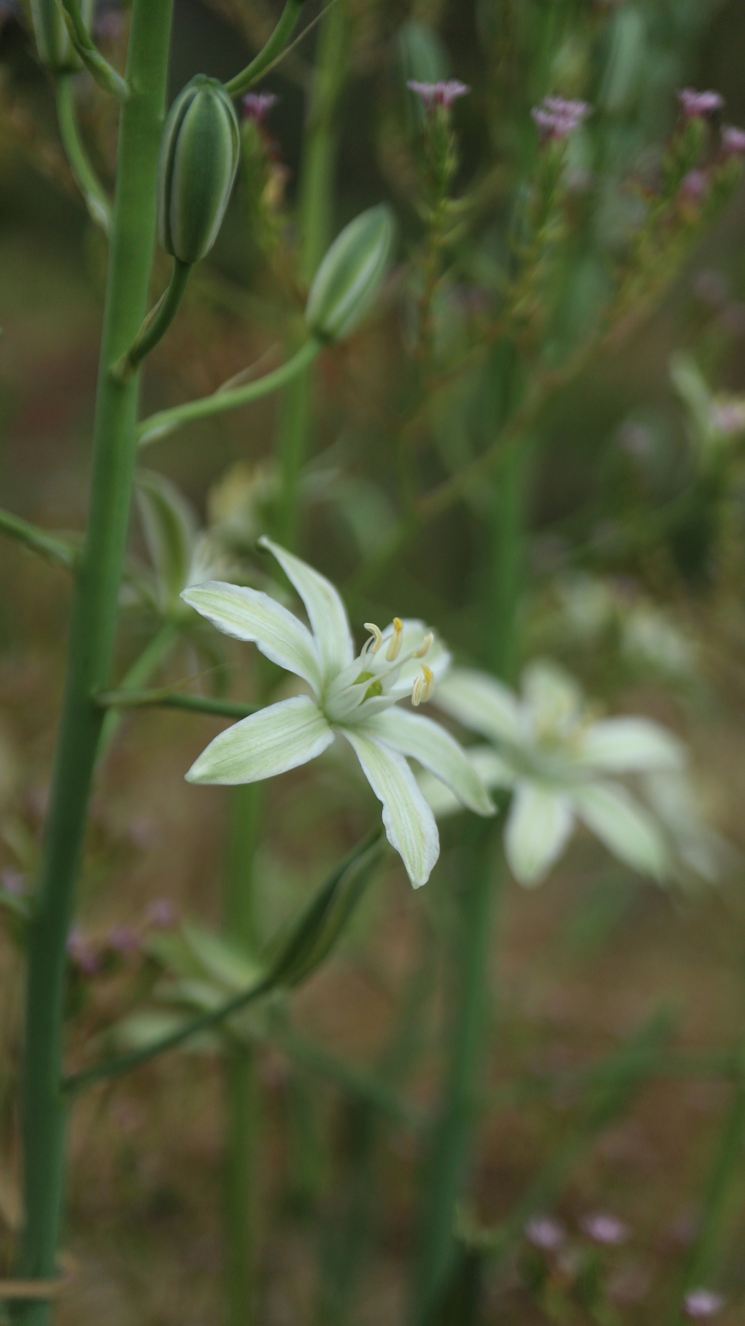 Ornithogalum narbonense (ex Mallorca) / Scilloideae / Mediterranean Region