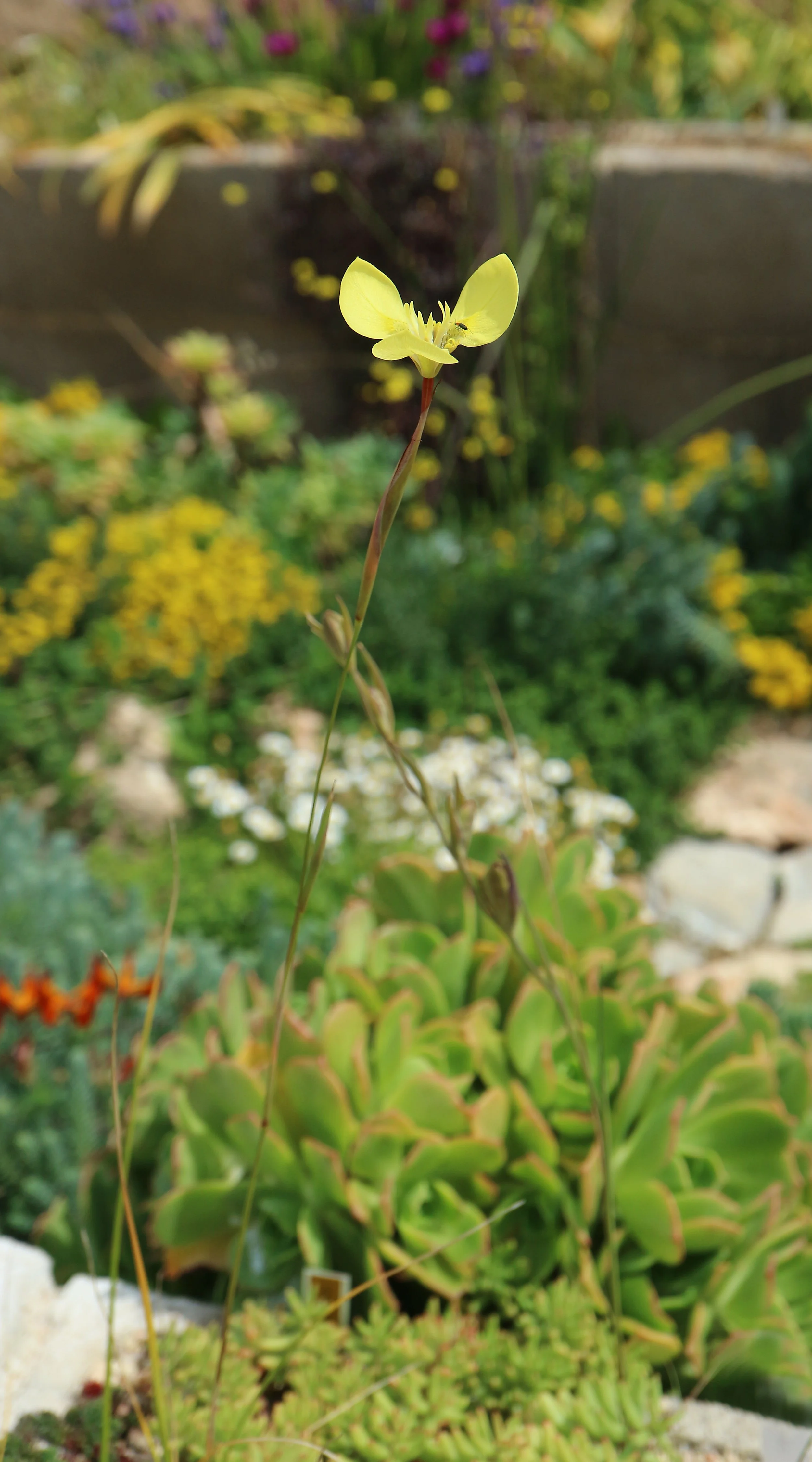 Moraea bellendinii / Iridaceae / SW Cape, South Africa