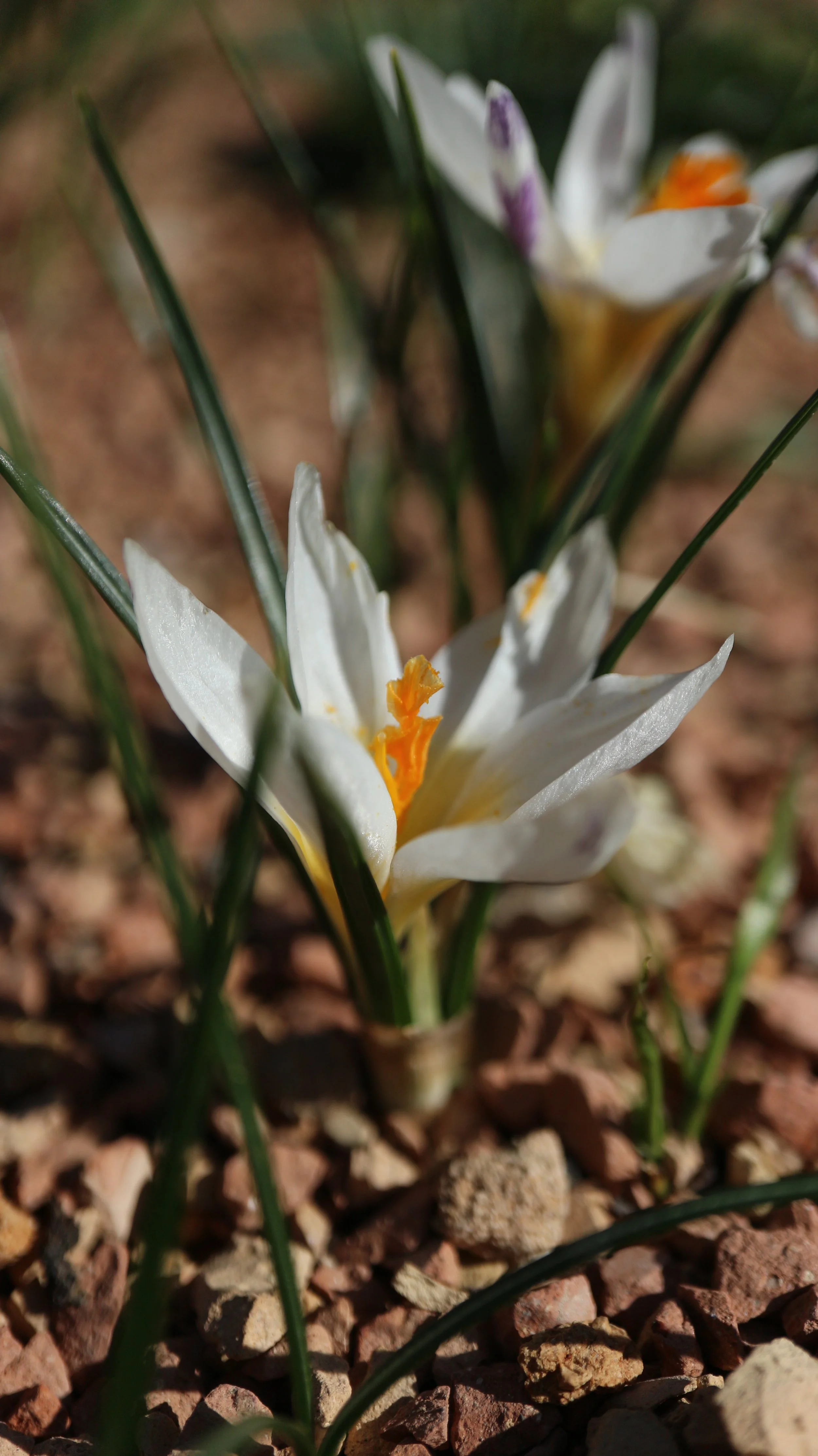 Crocus sieberi / Iridaceae / E Mediterranean