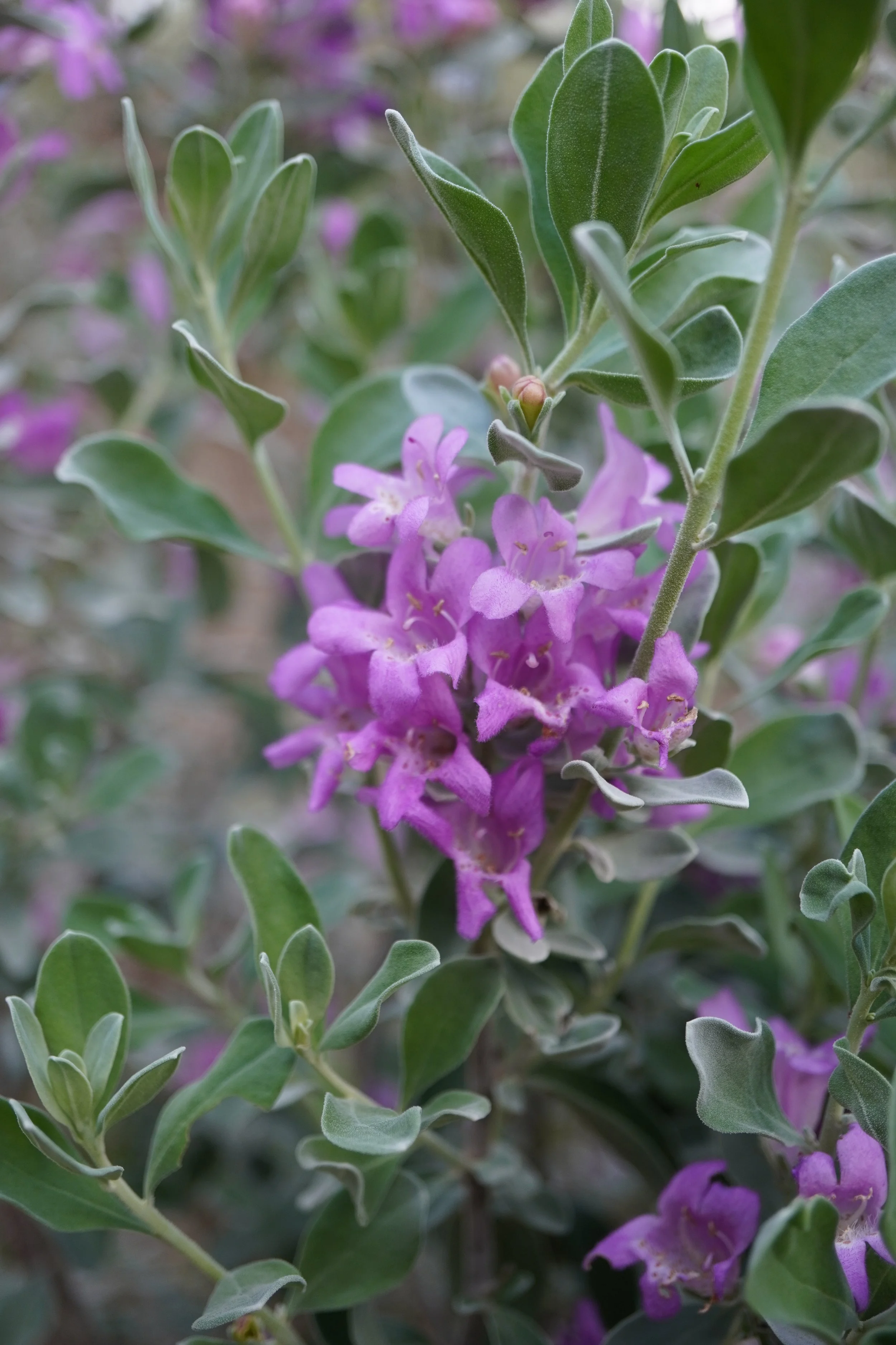 Leucophyllum frutescens /Scrophulariaceae /  México, Arizona