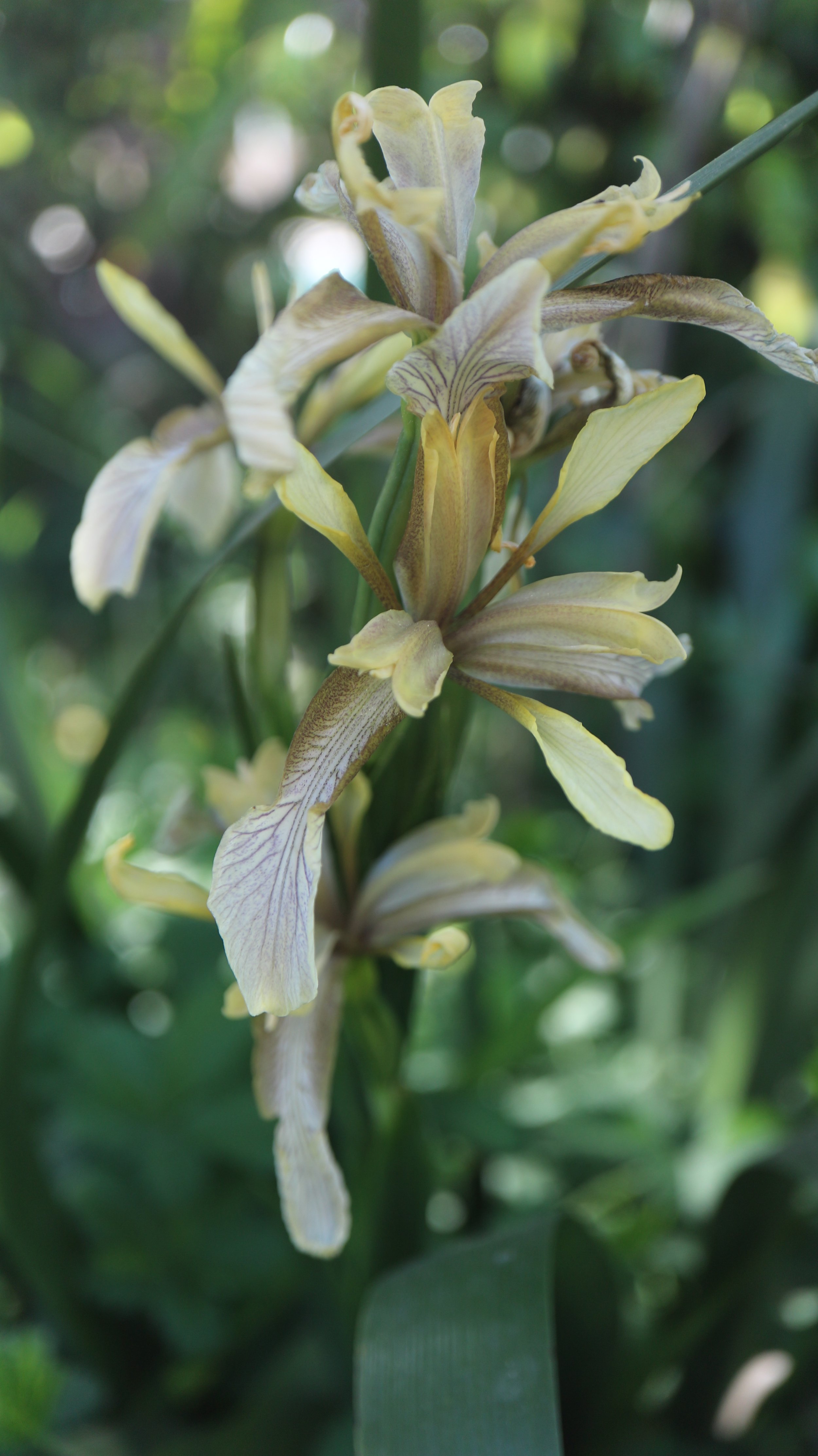 Iris foetidissima 'Citrina' / Iridaceae / S Europe