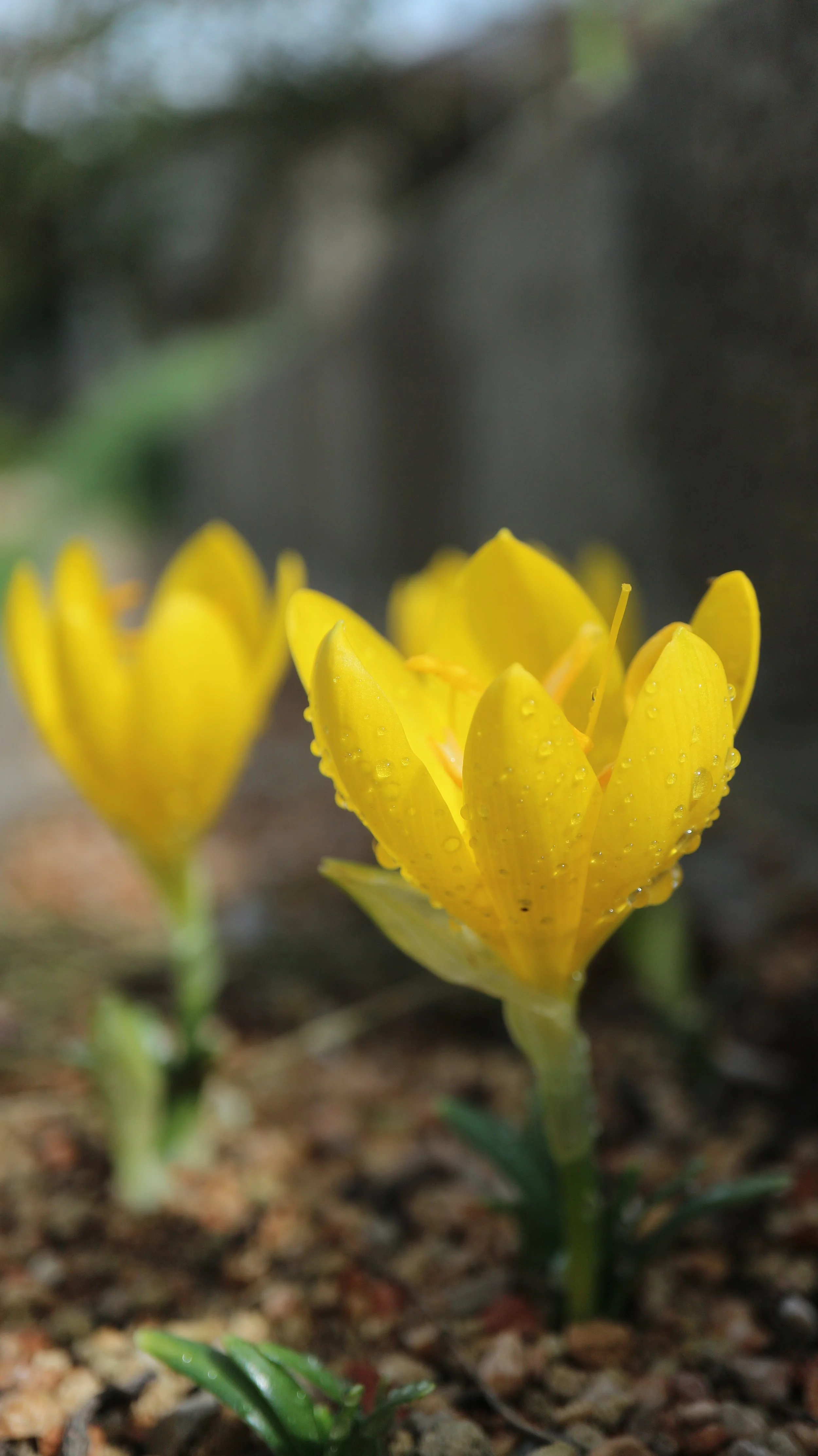 Sternbergia lutea (ex Cahors) / Amaryllidaceae / Mediterranean Region