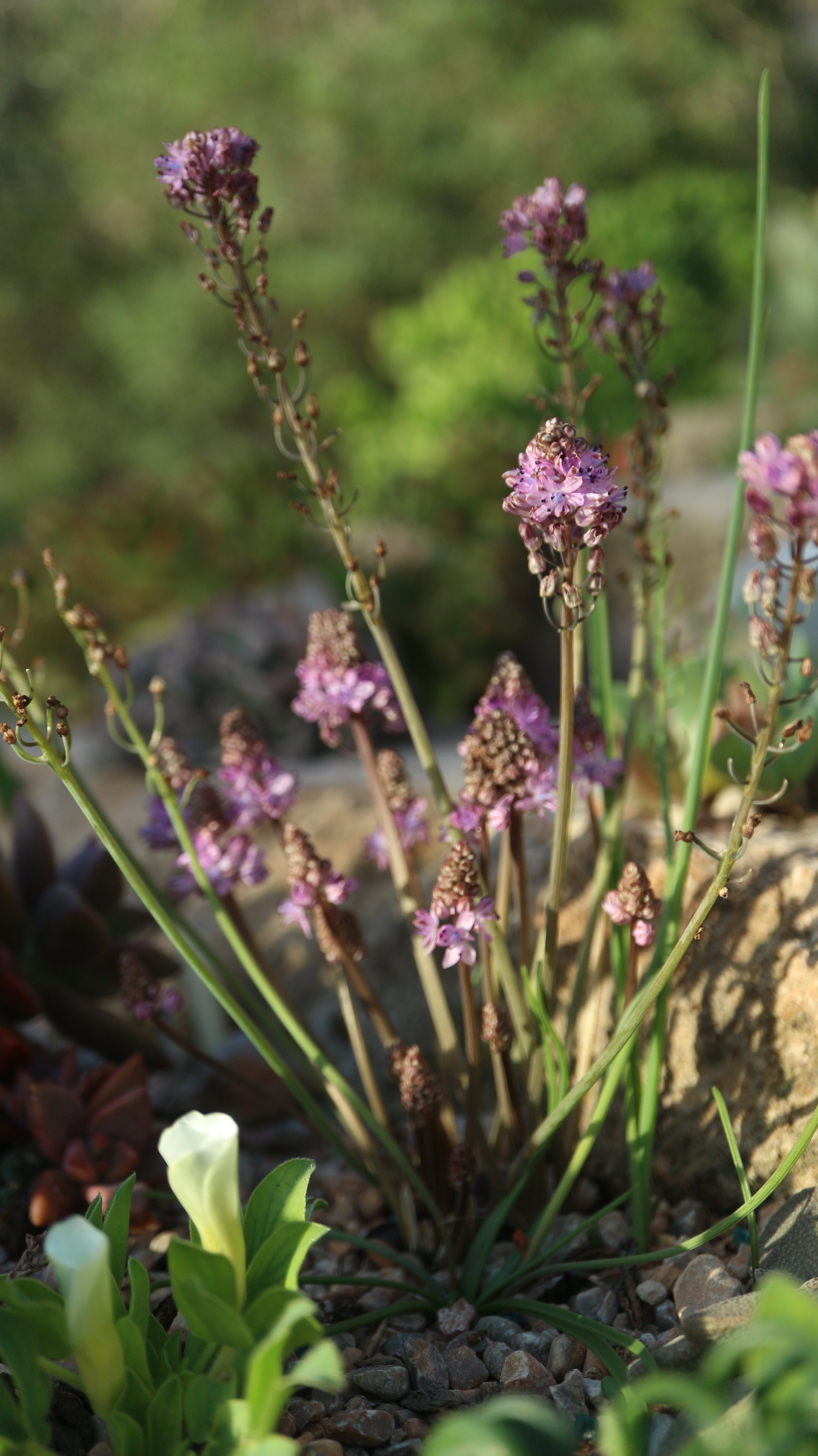 Prospero sp (ex Rhodos) / Scilloideae / Mediterranean Region