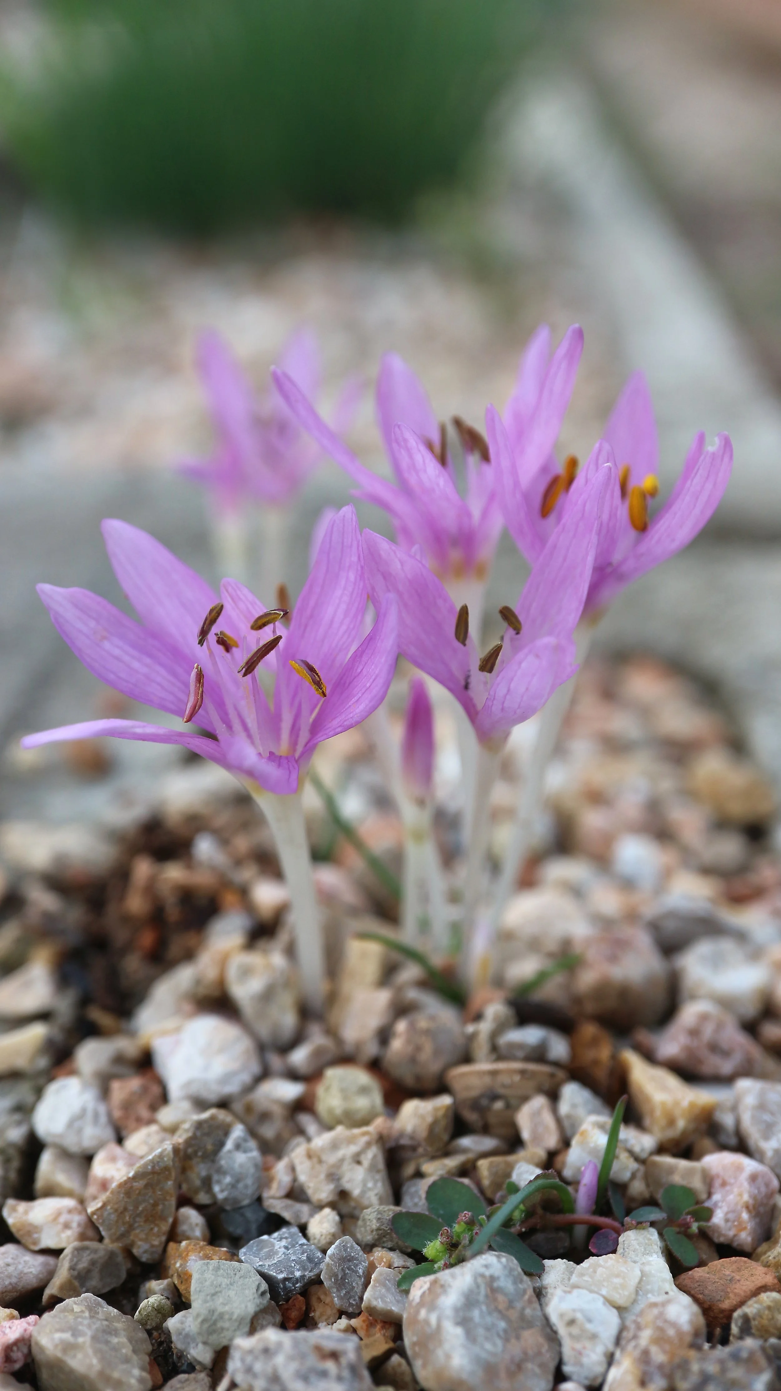 Colchicum peloponesiacum / Colchicaceae / E Mediterranean