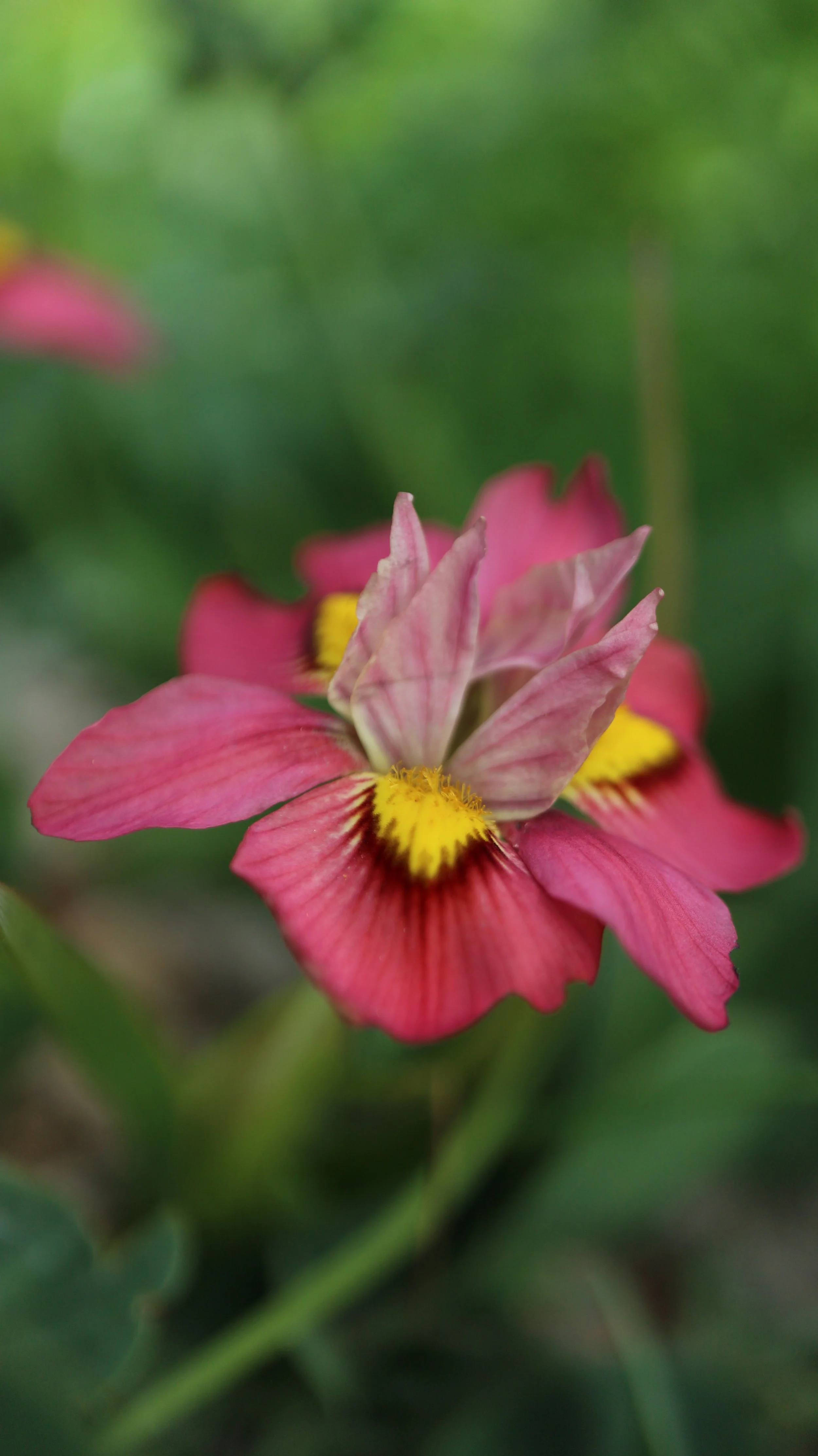 Moraea tricolor / Iridaceae / SW Cape, South Africa