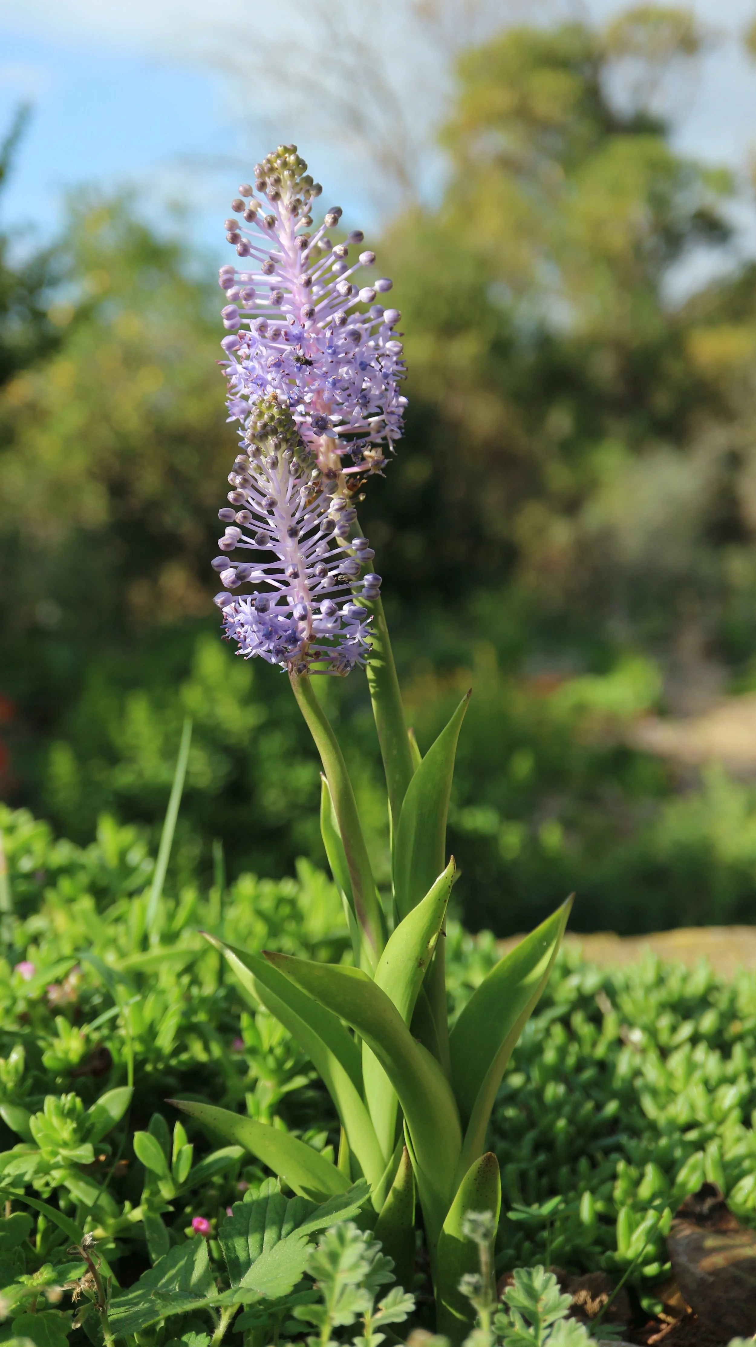 Scilla maderensis - syn: Autonoe maderensis / Scilloideae / Madeira archipelago