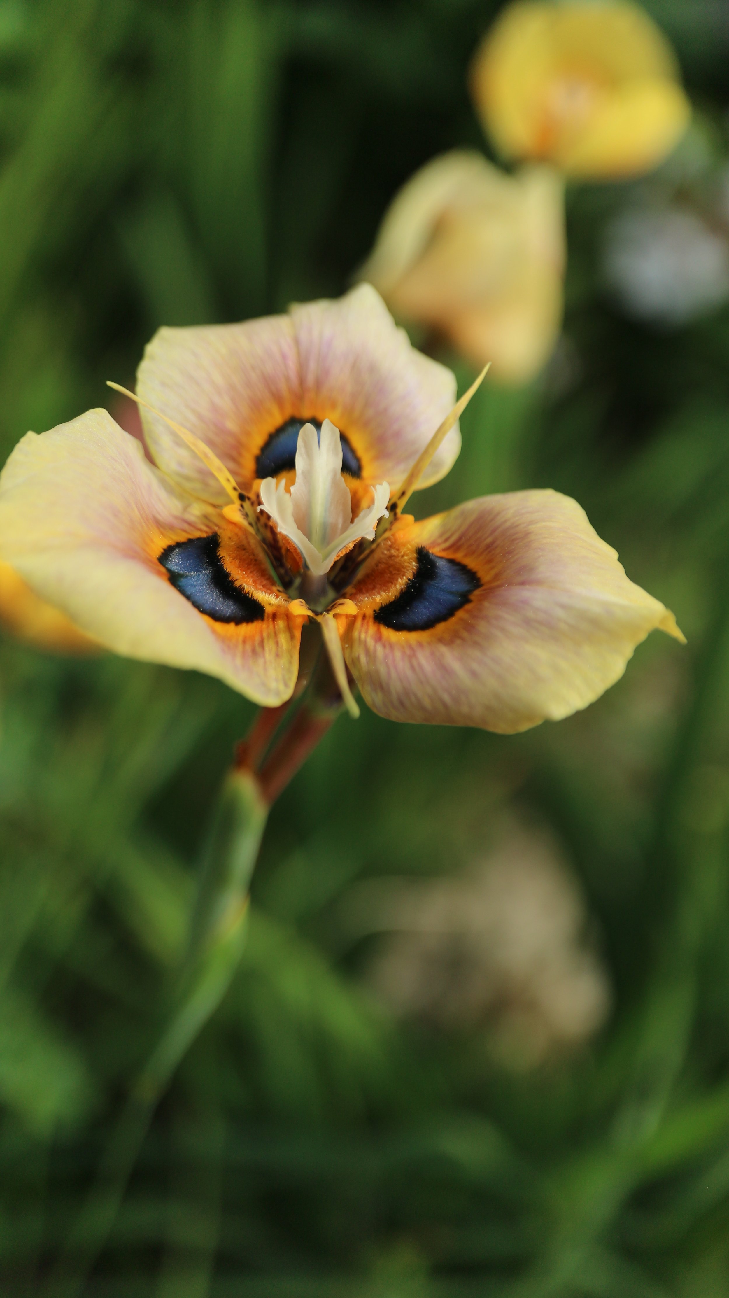 Moraea tulbaghensis / Iridaceae / W Cape, South Africa