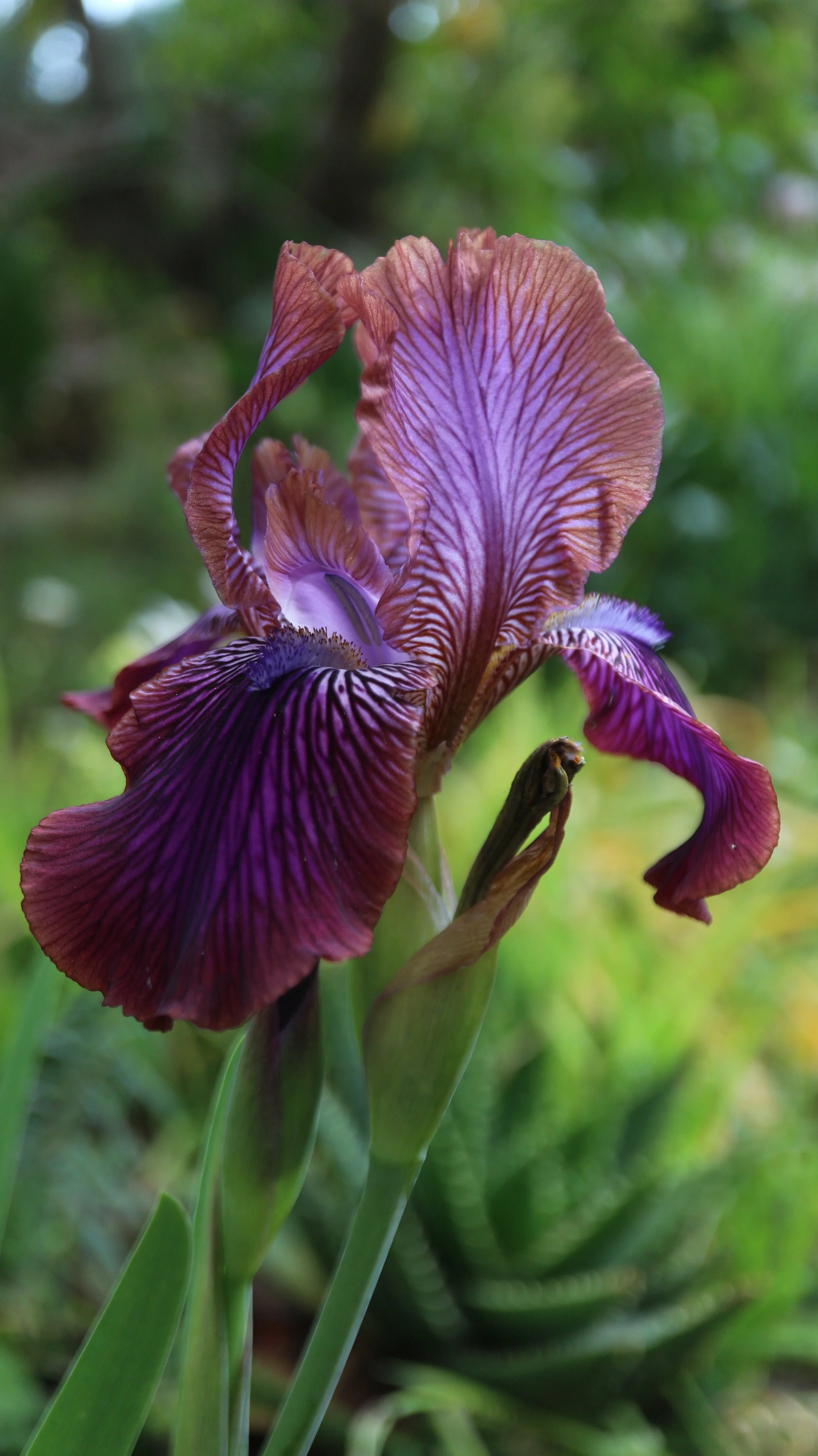 Iris stolonifera 'Afrosiab' / Iridaceae / C Asia