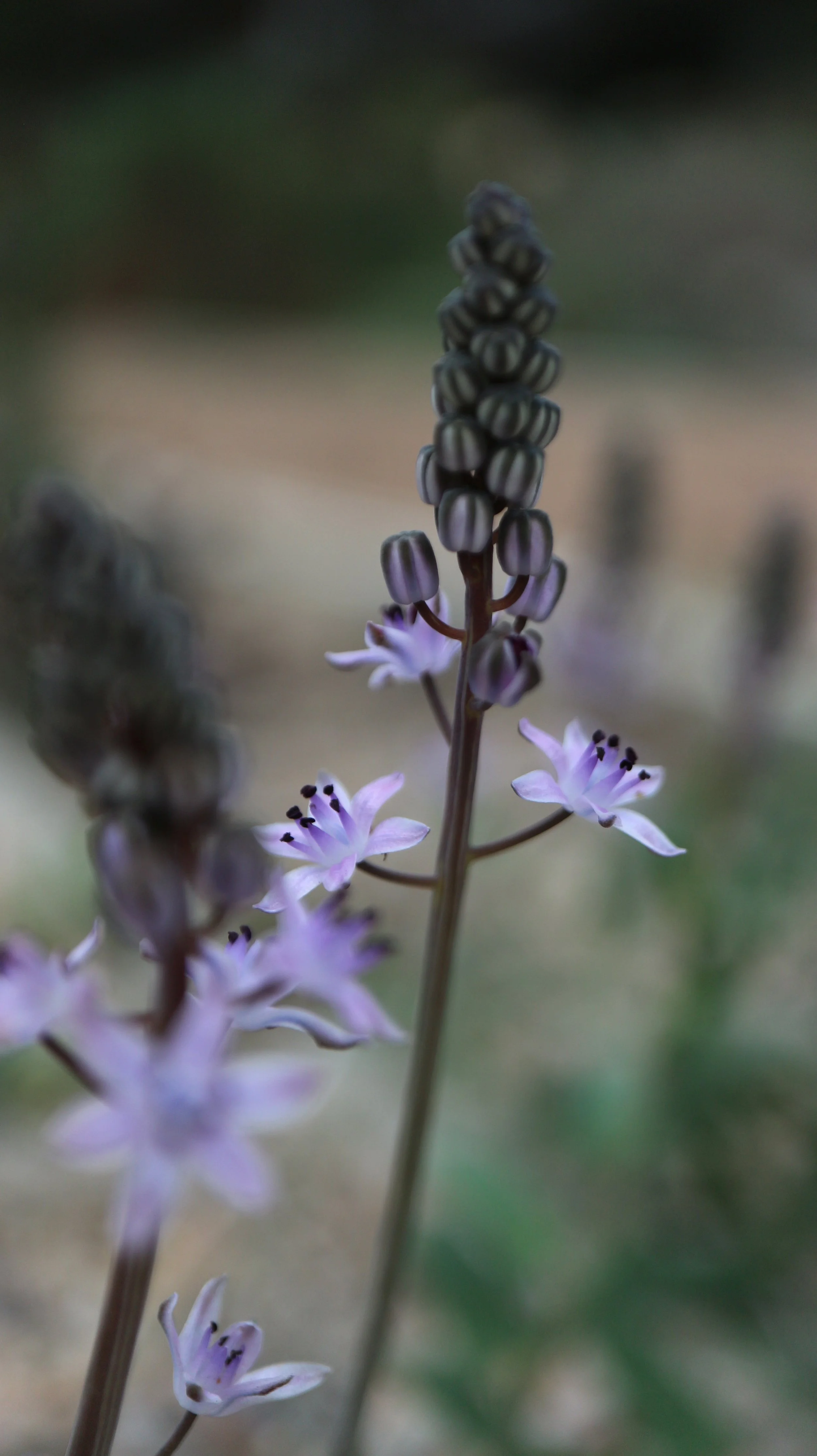 Prospero battagliae / Scilloideae / Mediterranean Region