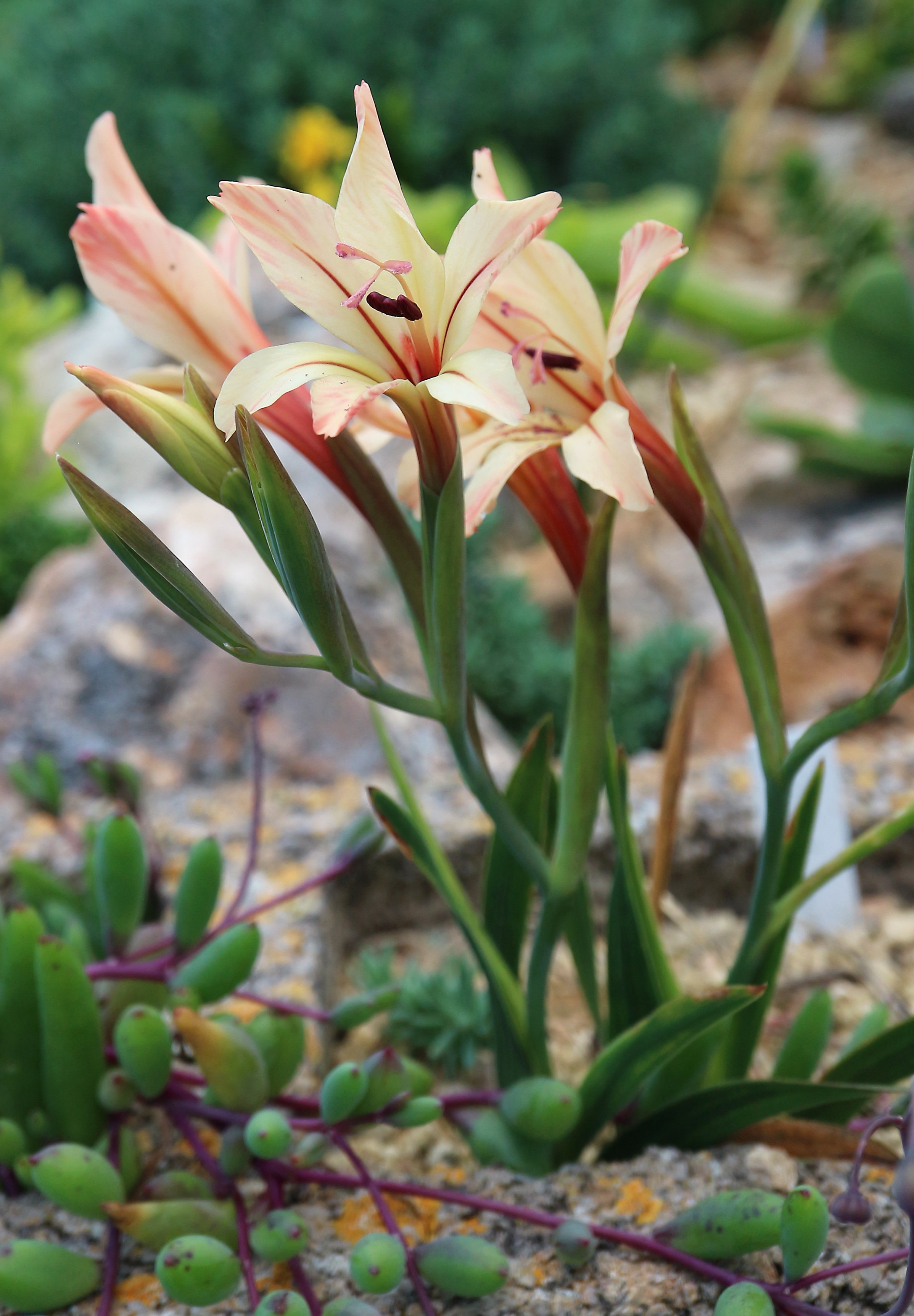 Gladiolus miniatus - Cream / Iridaceae / SW Cape, South Africa