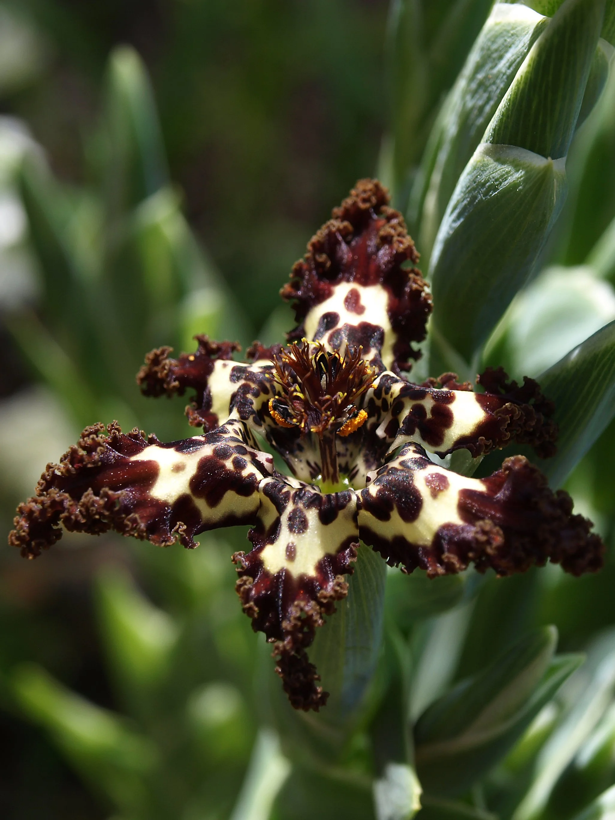 Ferraria crispa / Iridaceae / W Cape, South Africa