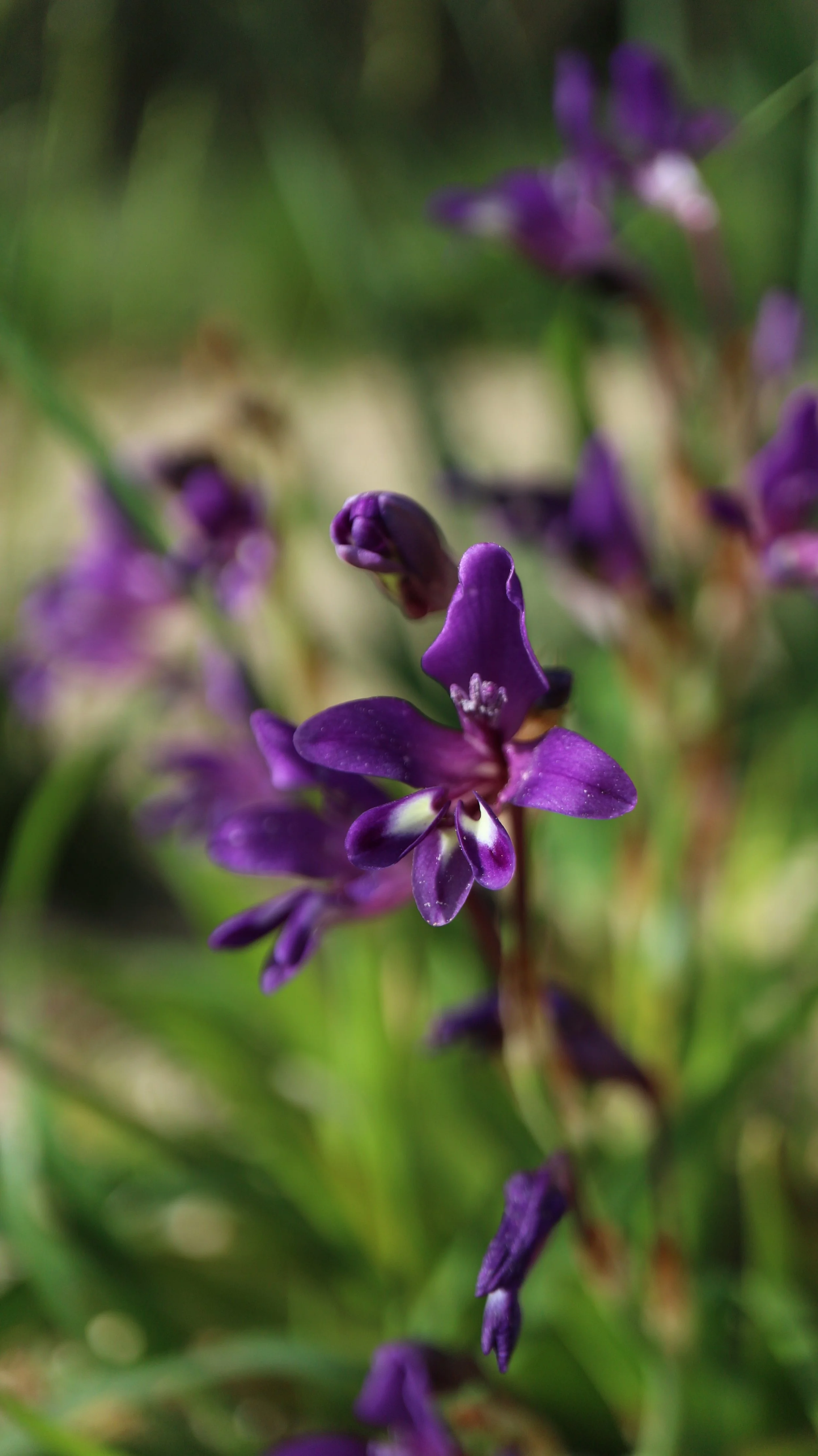 Sparaxis metelerkampiae / Iridaceae / W Cape, South Africa