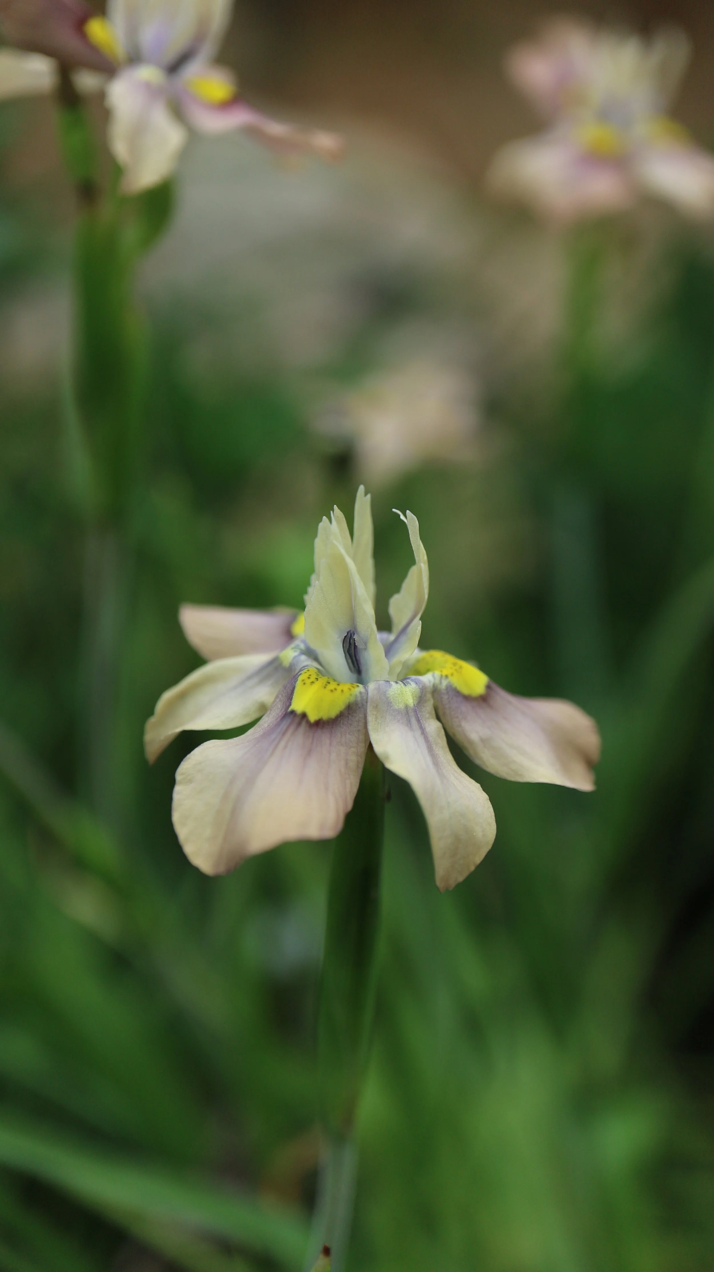 Moraea vegeta / Iridaceae / W Cape, South Africa